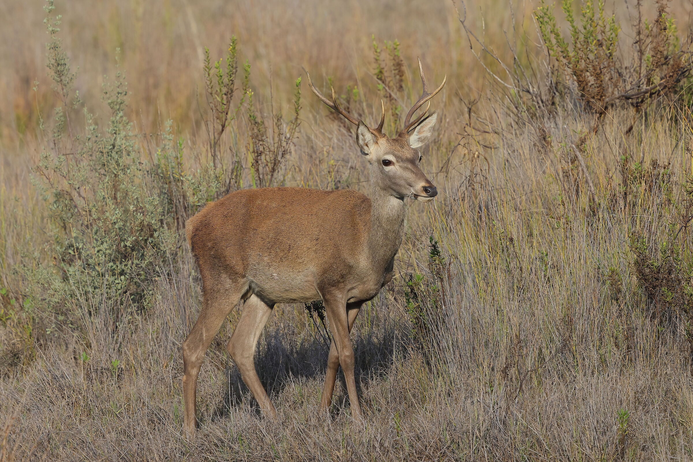 The deer of Donana