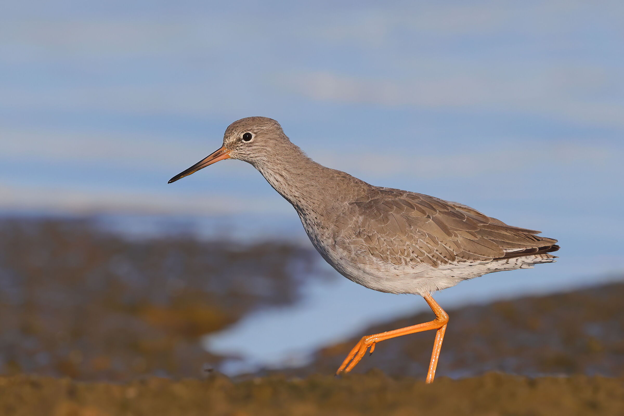 Redshank