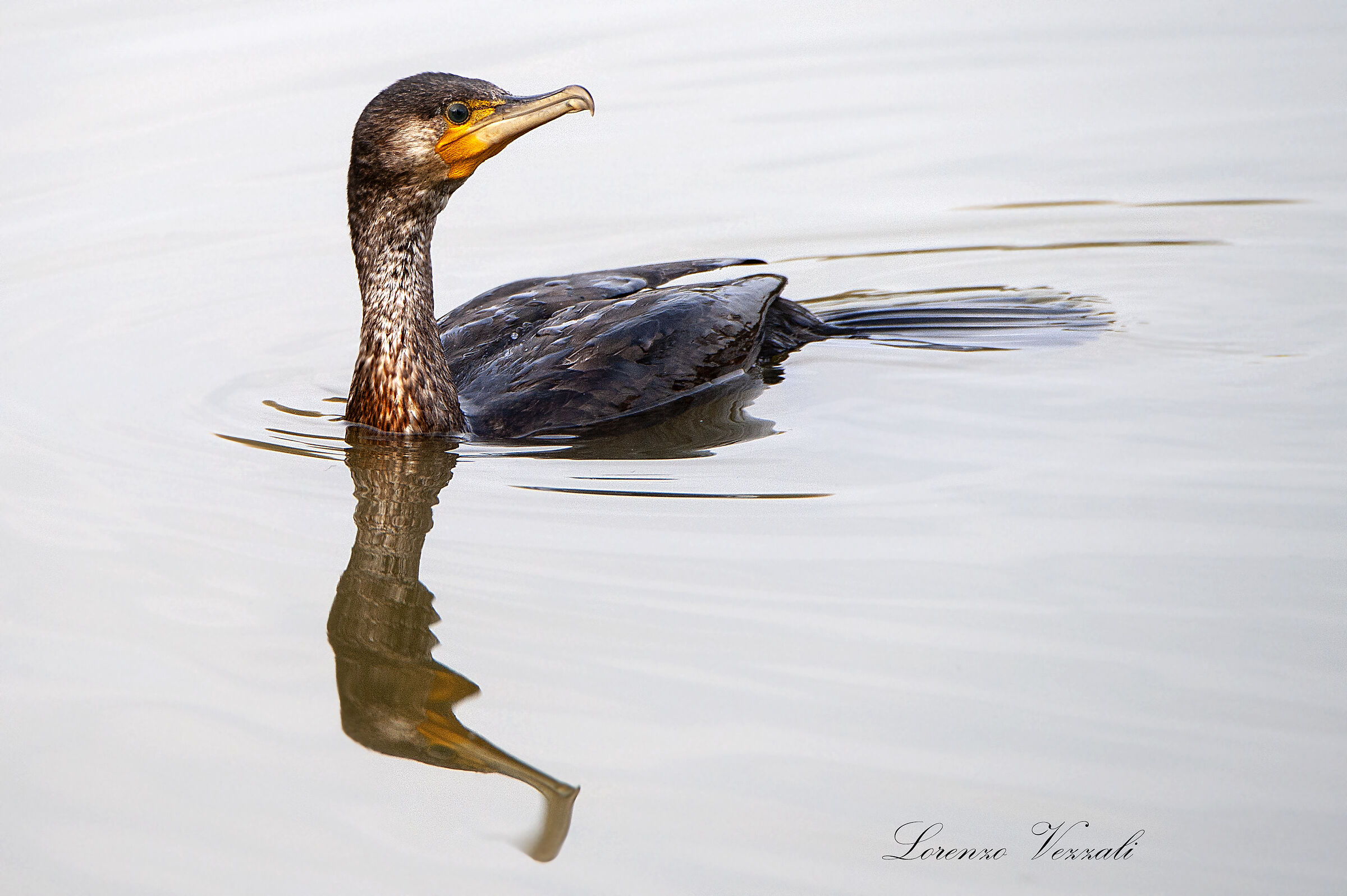 Cormorano