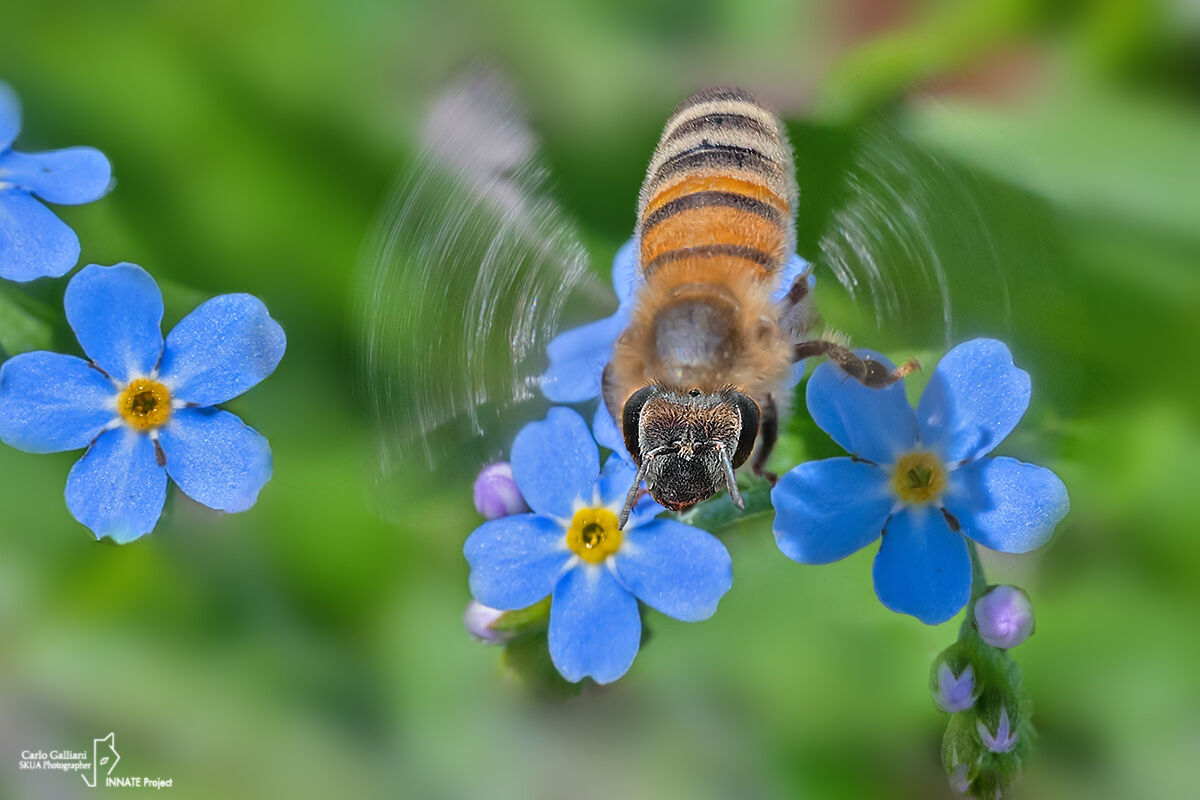 The speed of the wings - Apis mellifera