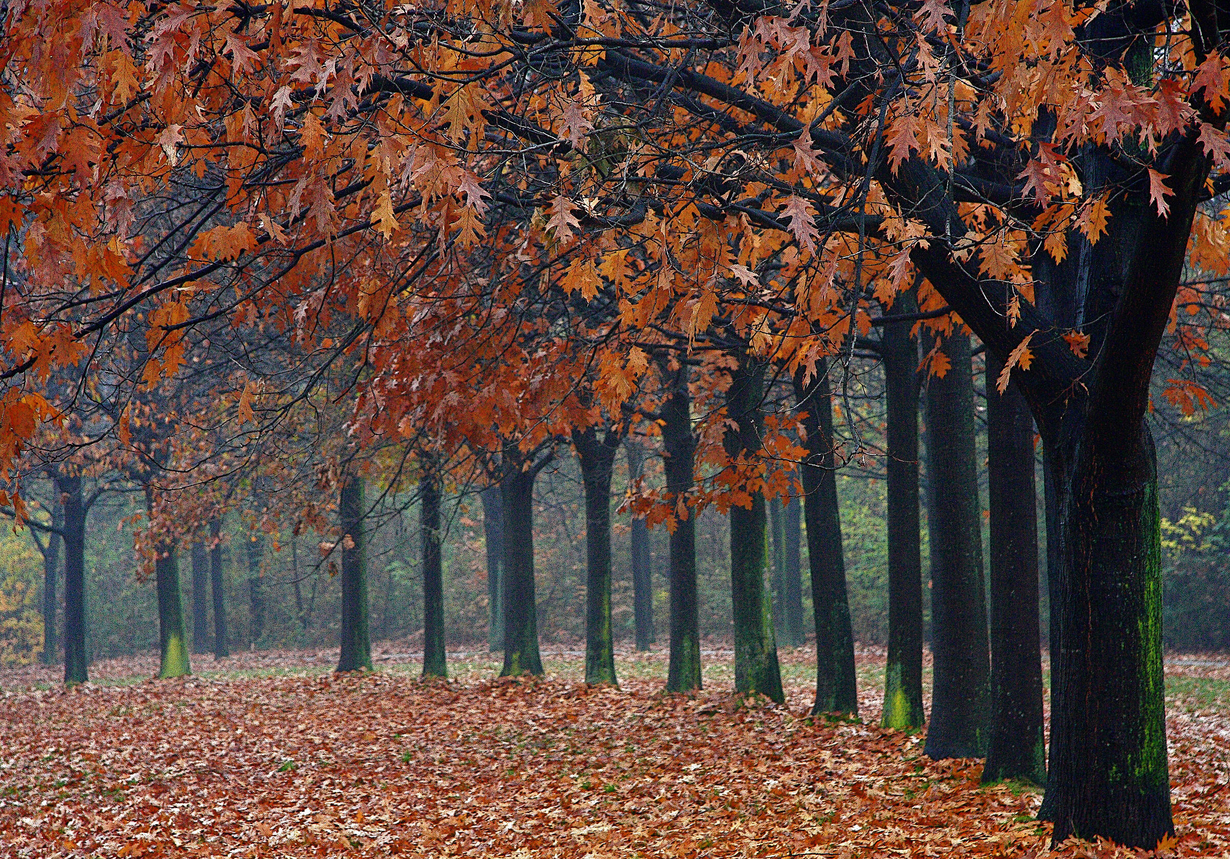 Viale d'Autunno.