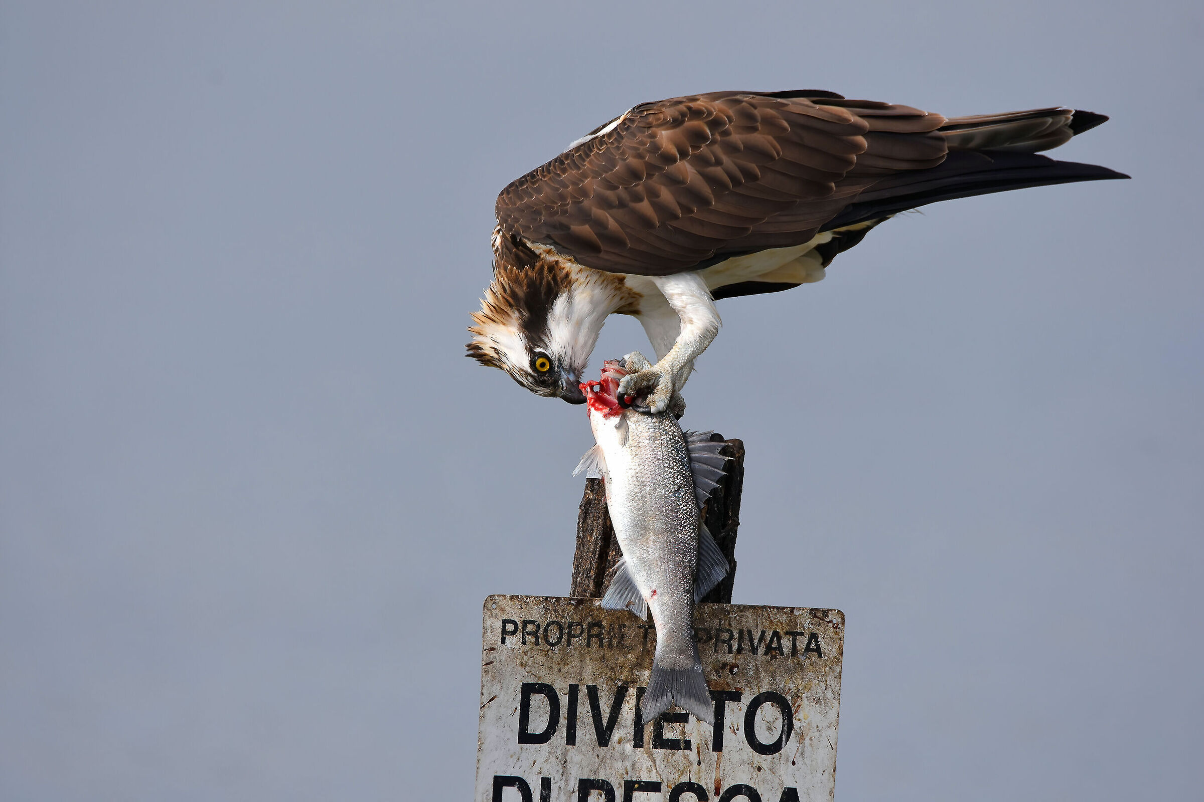 Osprey