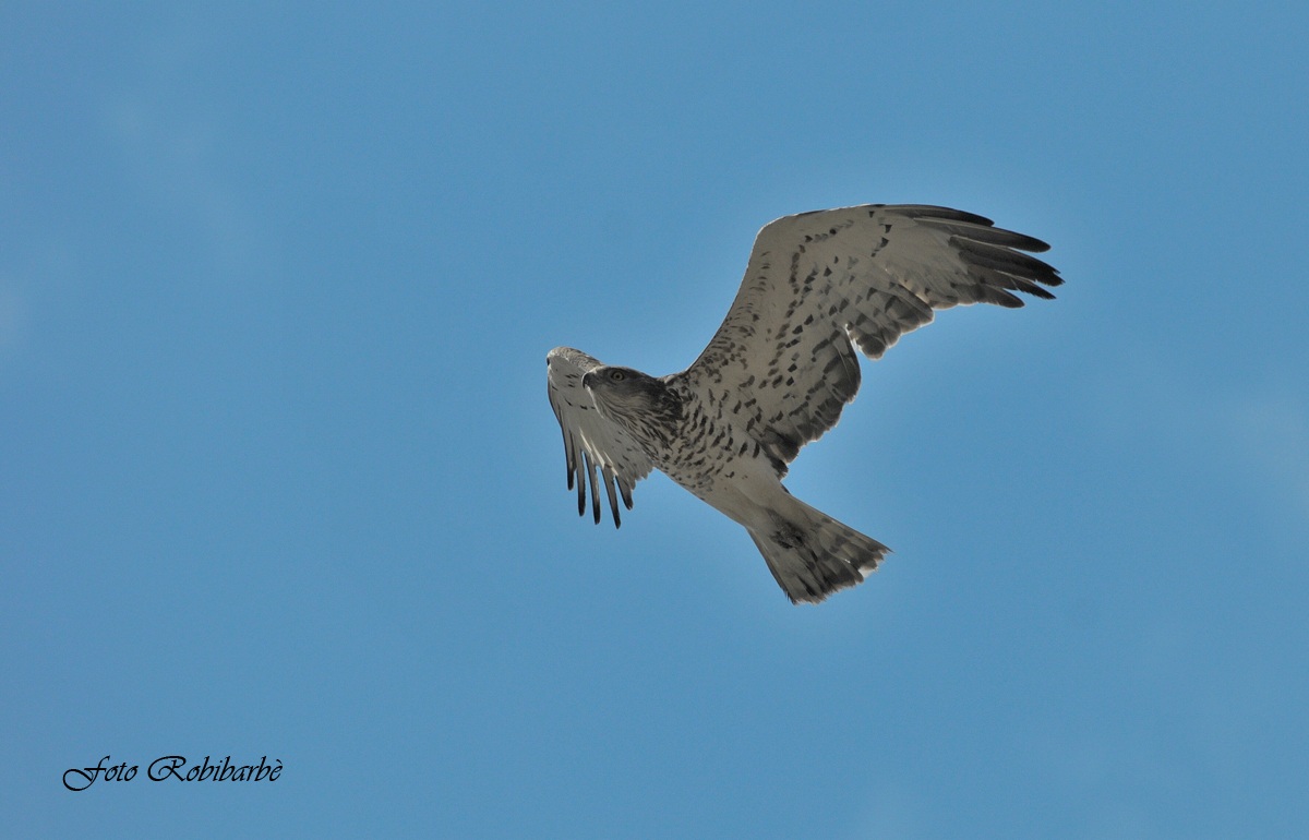 Biancone...un bel ritorno.....