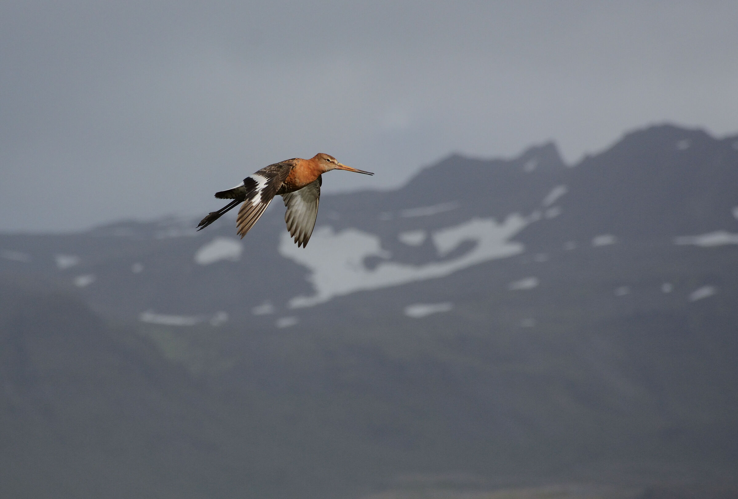 Limosa islandese