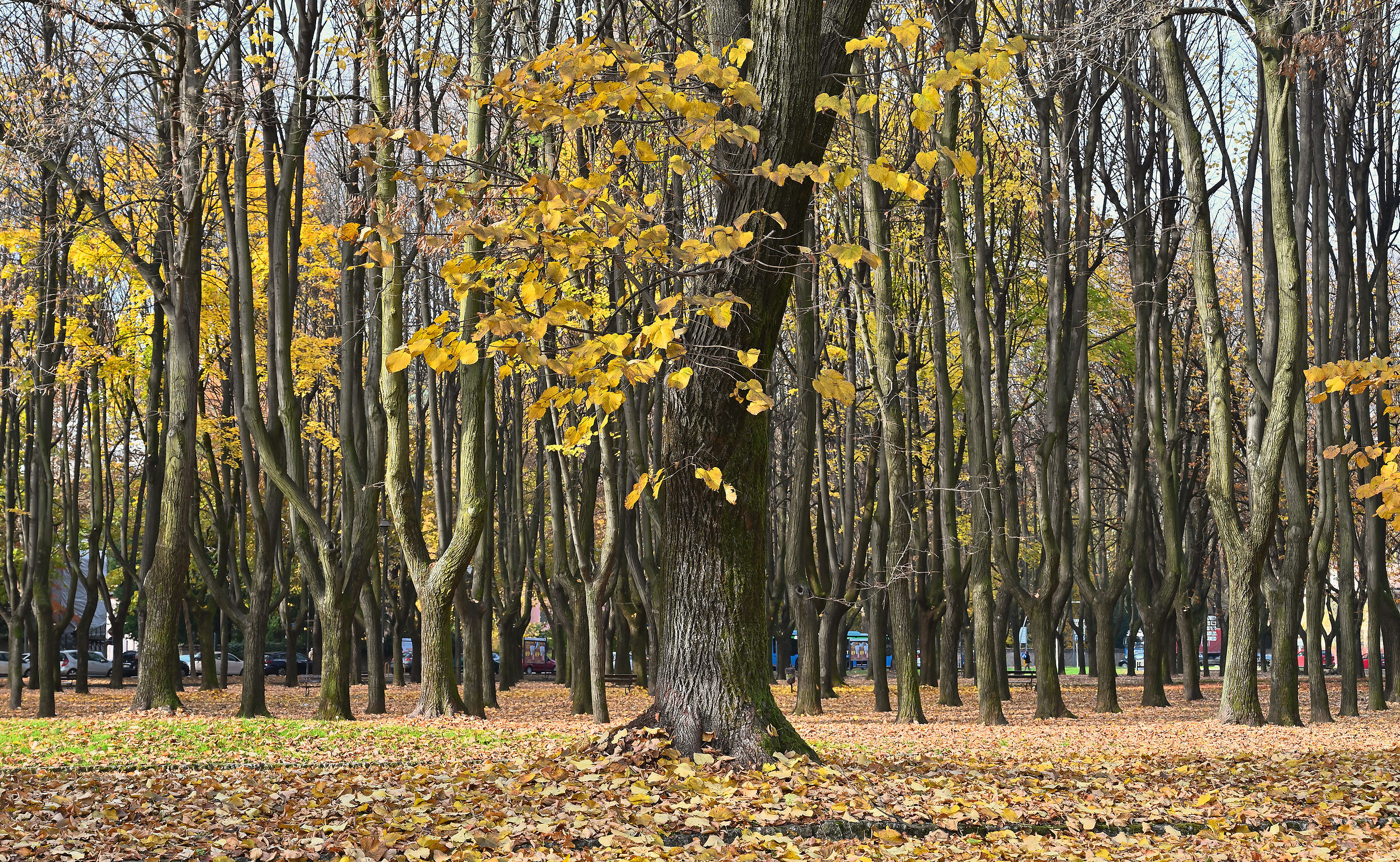 Monza Park