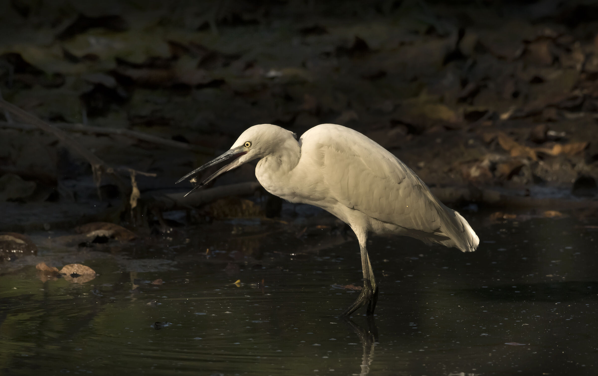 the "flying" spinach