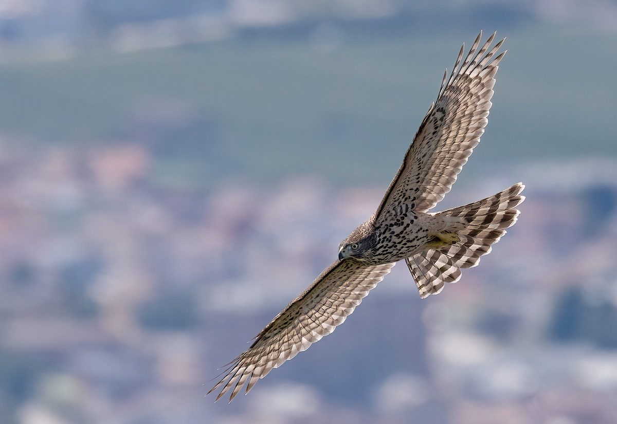 Astore in flight