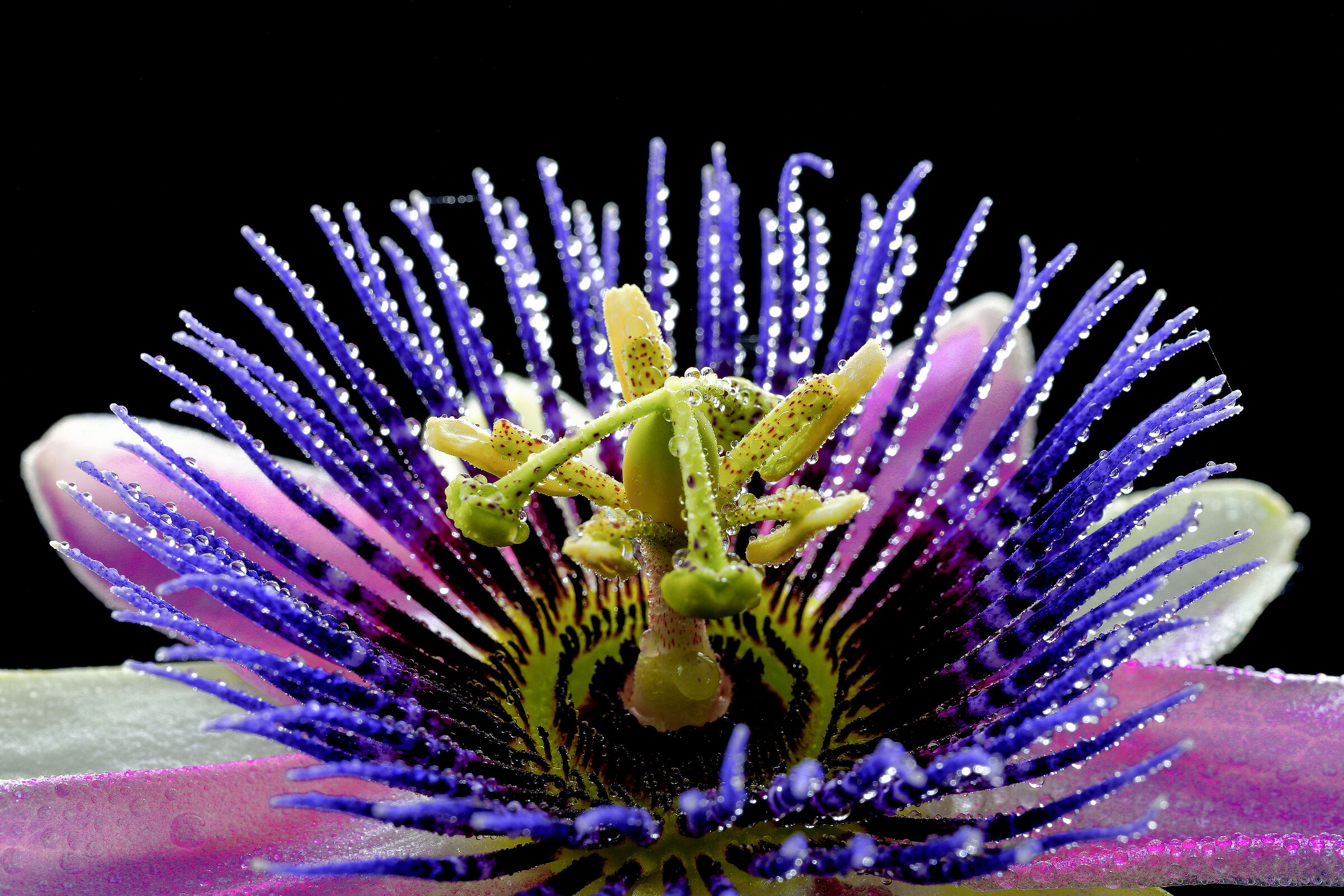 Passiflora