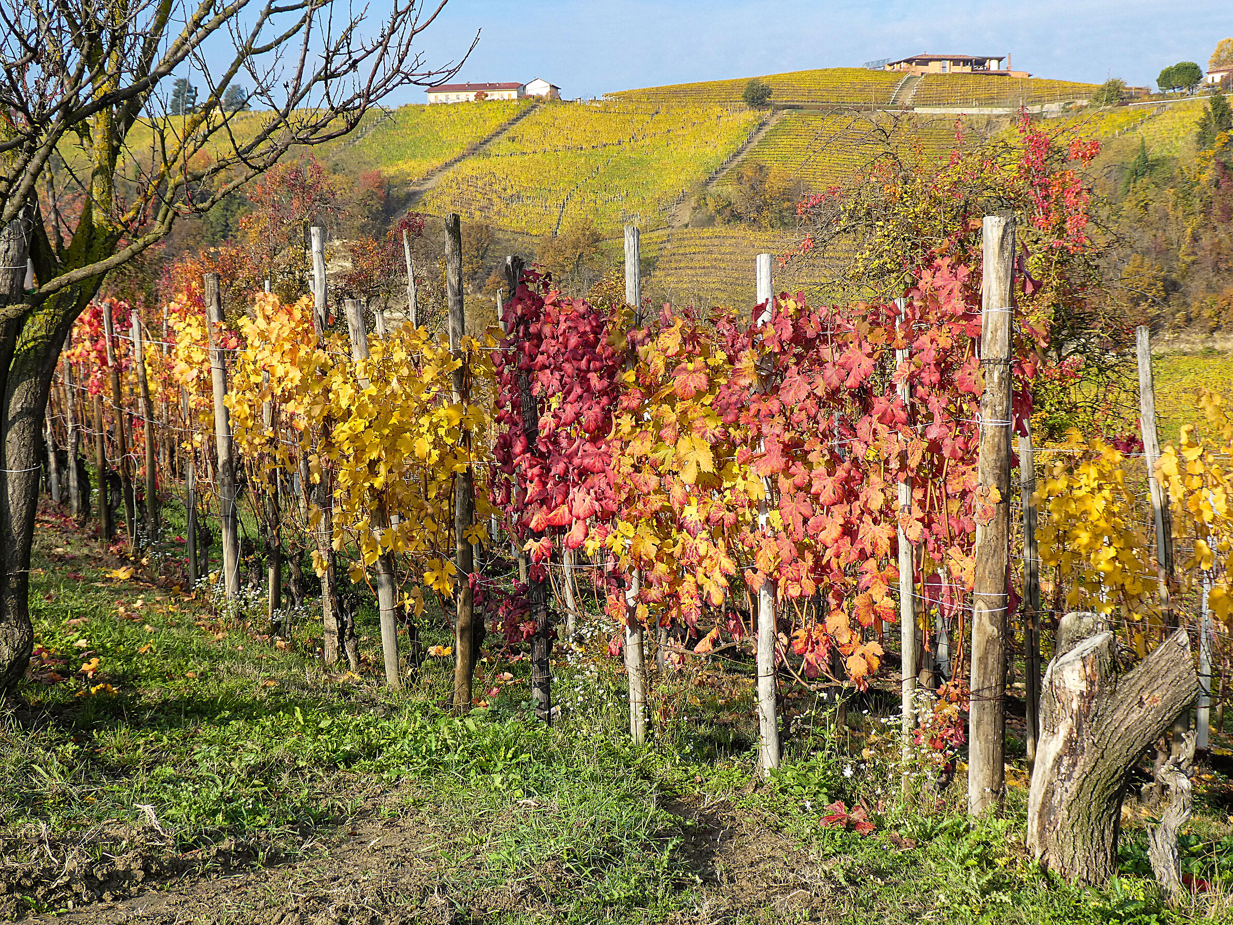 Foliage among the Langhe vineyards