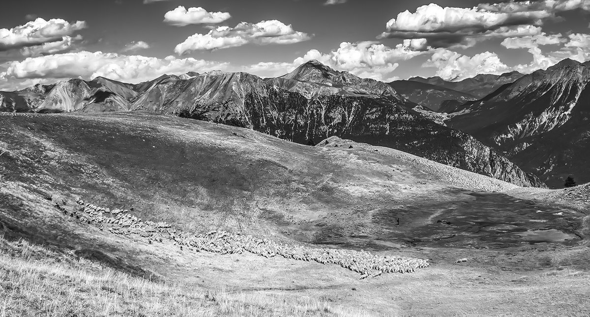 Sheep at high altitude .....