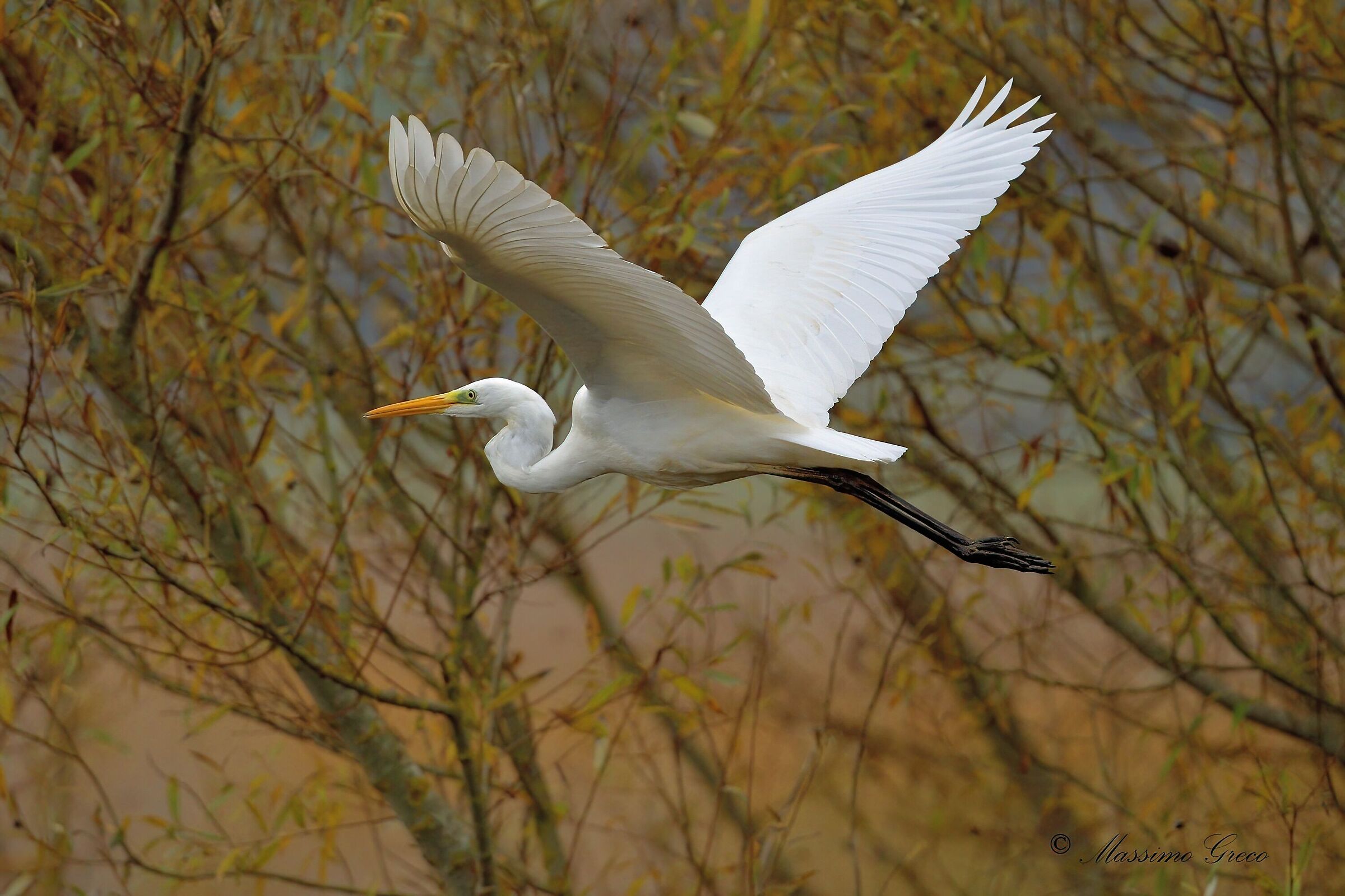 Great White Heron (Casmerodius albus)