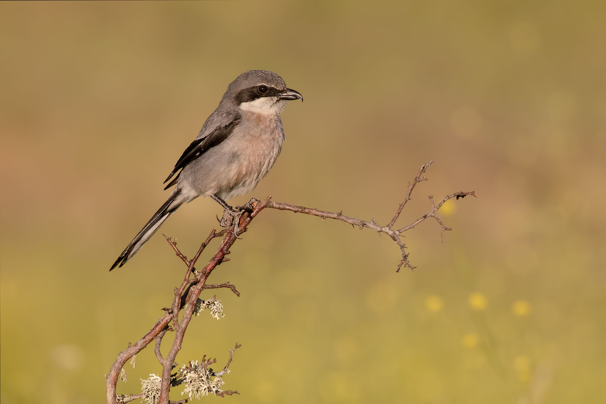 Southern Shrike