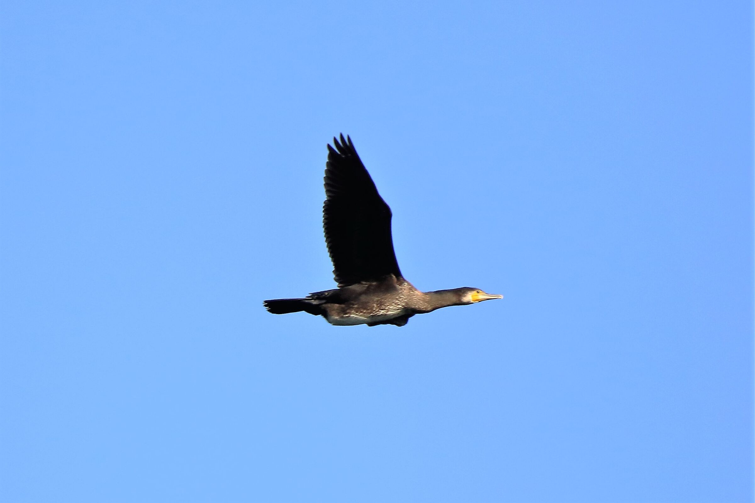 cormorant