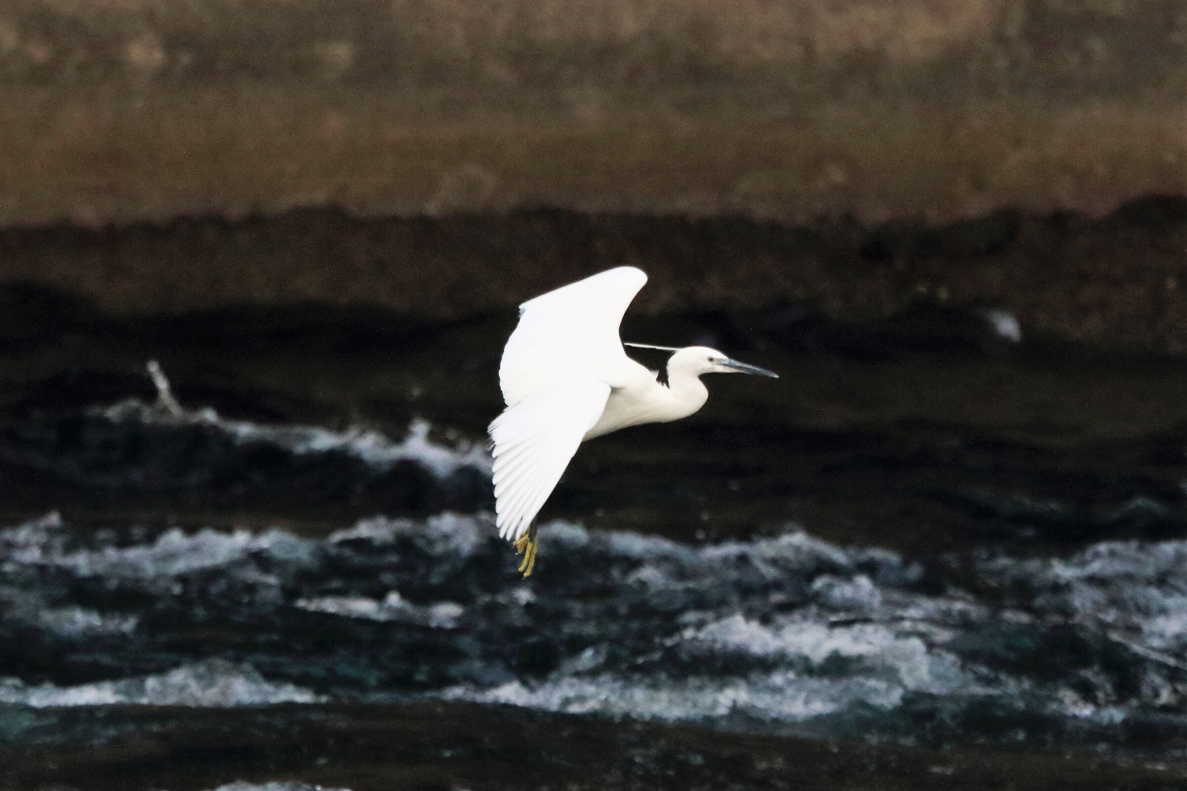 egret