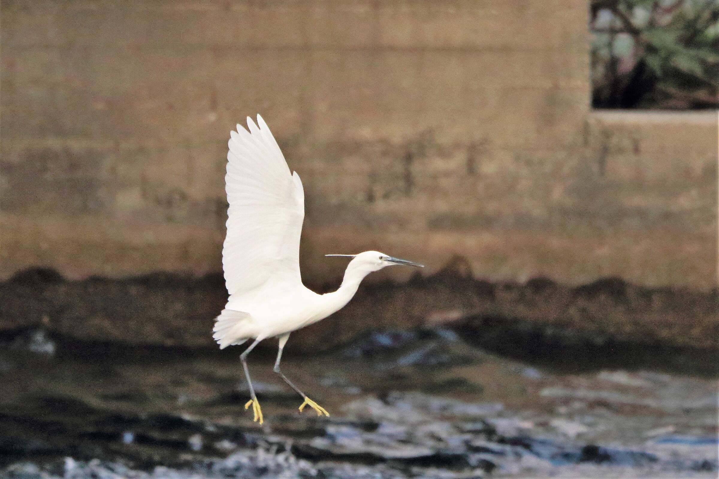 egret