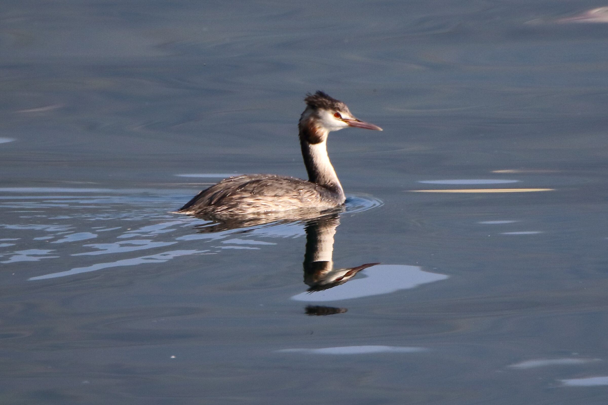 grebe