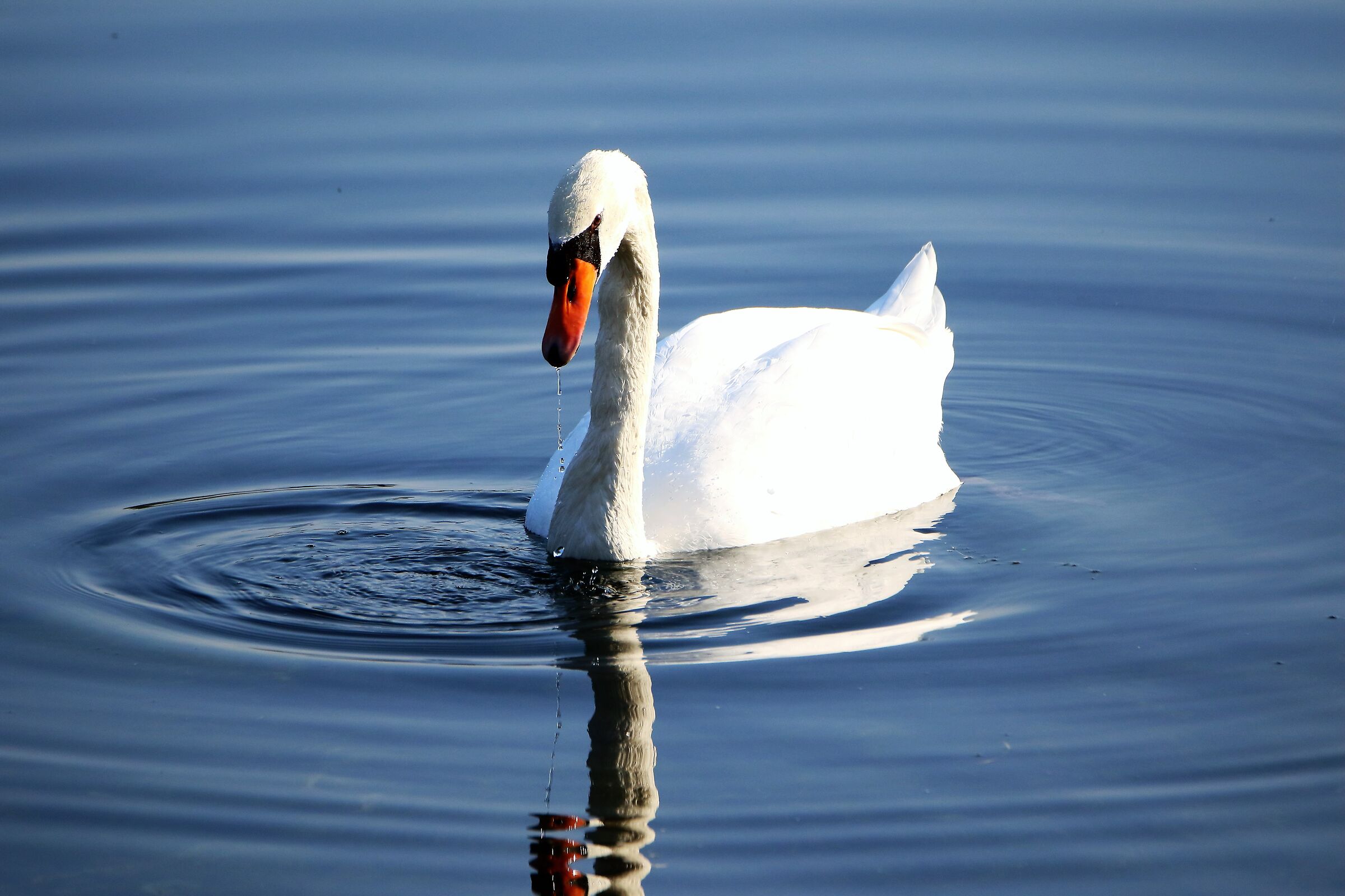 swan