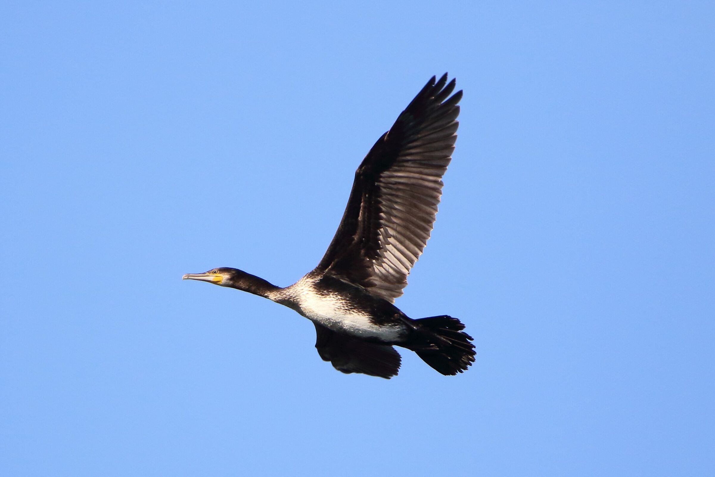 cormorant