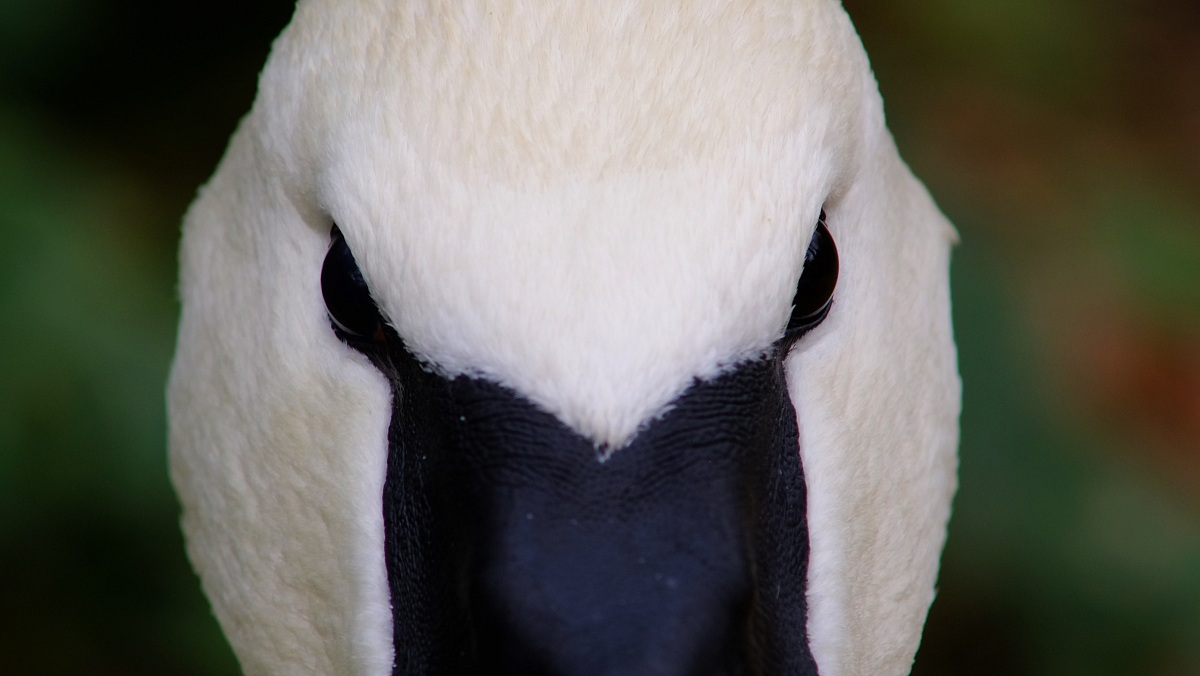 L'occhio nero del cigno bianco