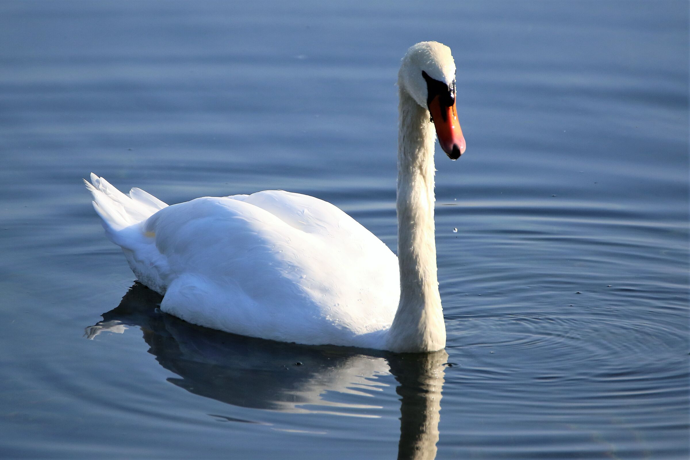 swan