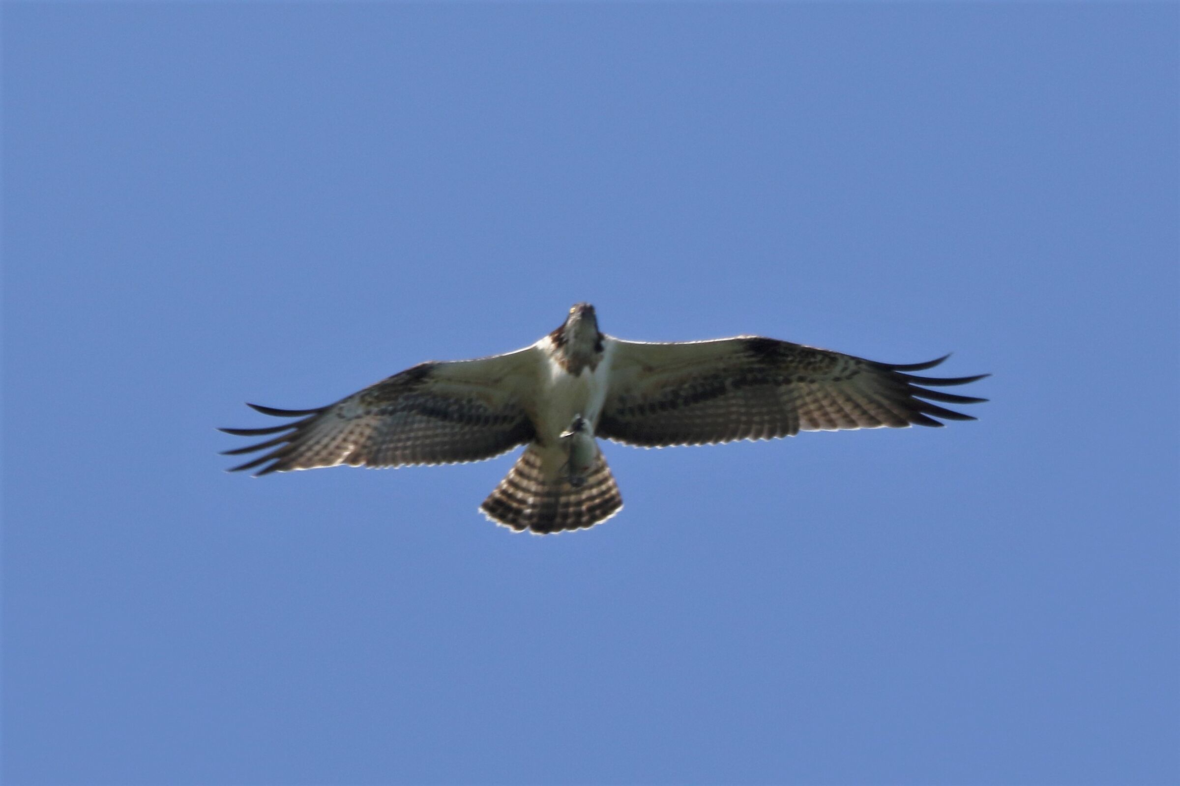 Osprey with prey 247