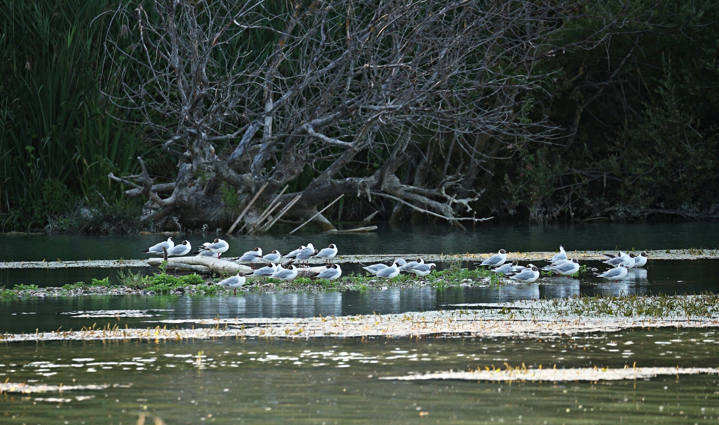 Alla foce del Sangro