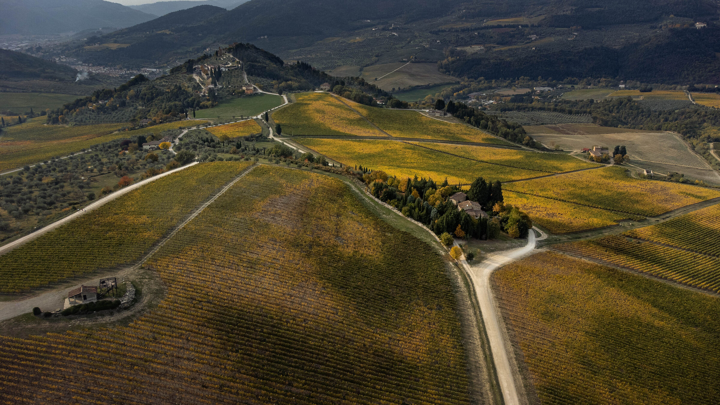 Vigneti a Pelago