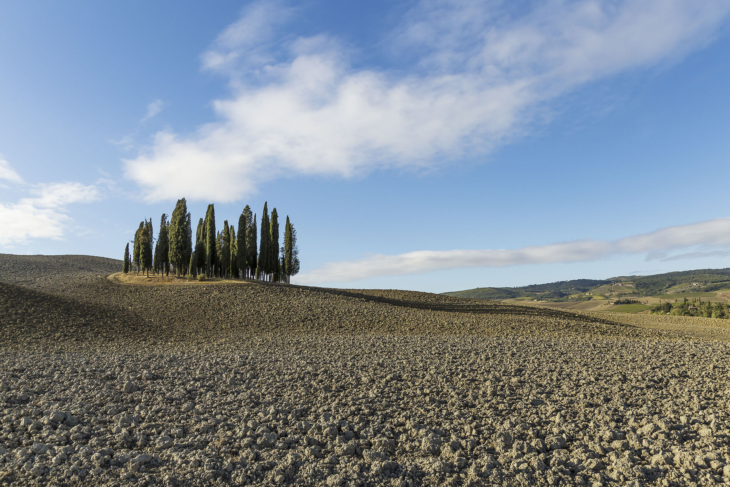 The cypresses of San Quirico.