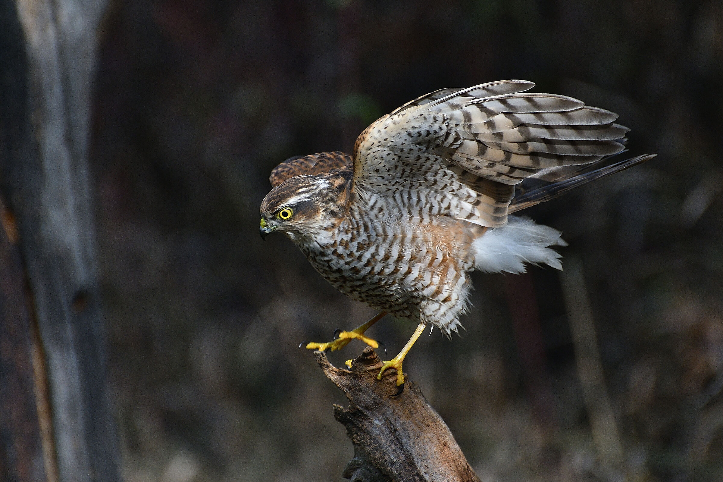 Female sparrowhawk..