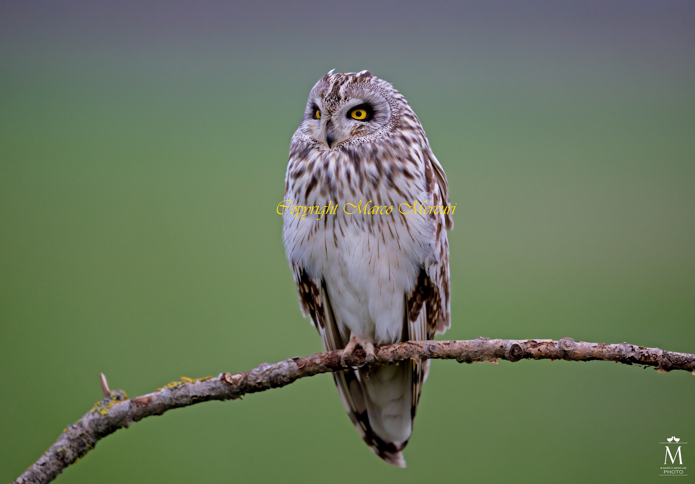 Gufo di Palude sul Posatoio all'Imbrunire