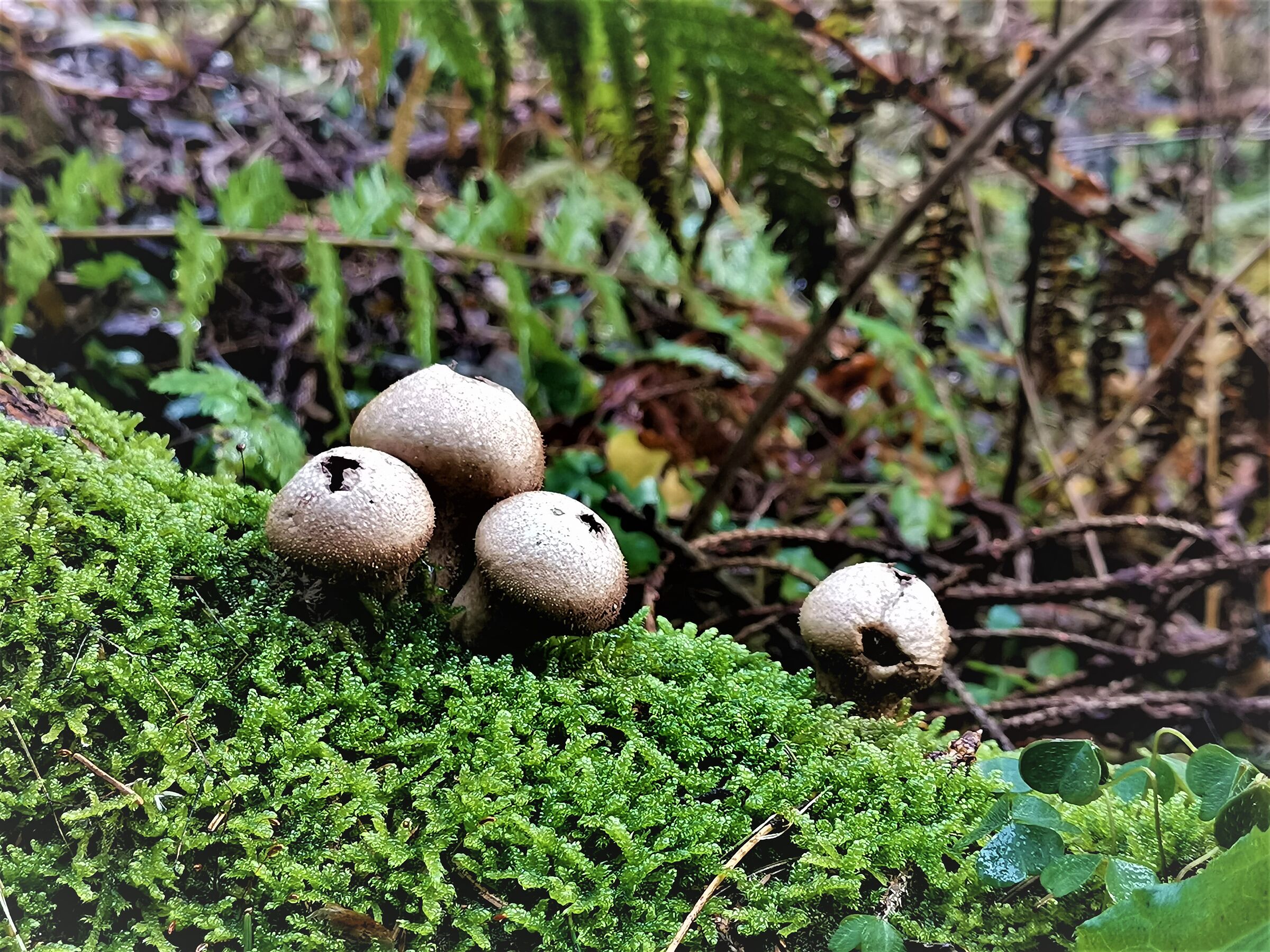 Under the Woods - 1 -