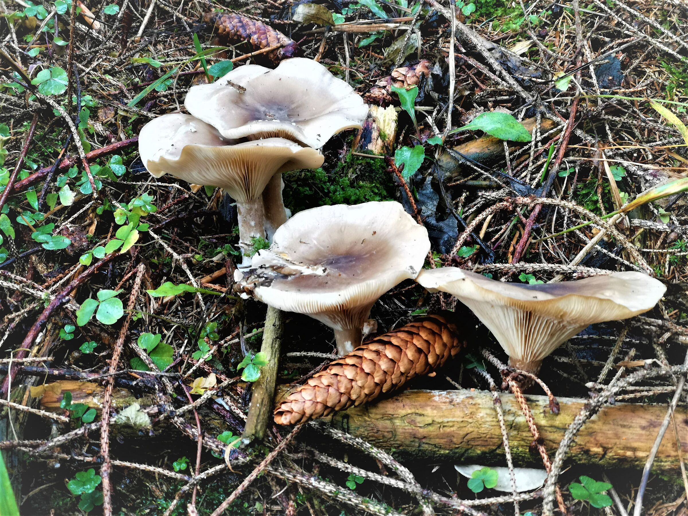 Under the Woods - 2 -