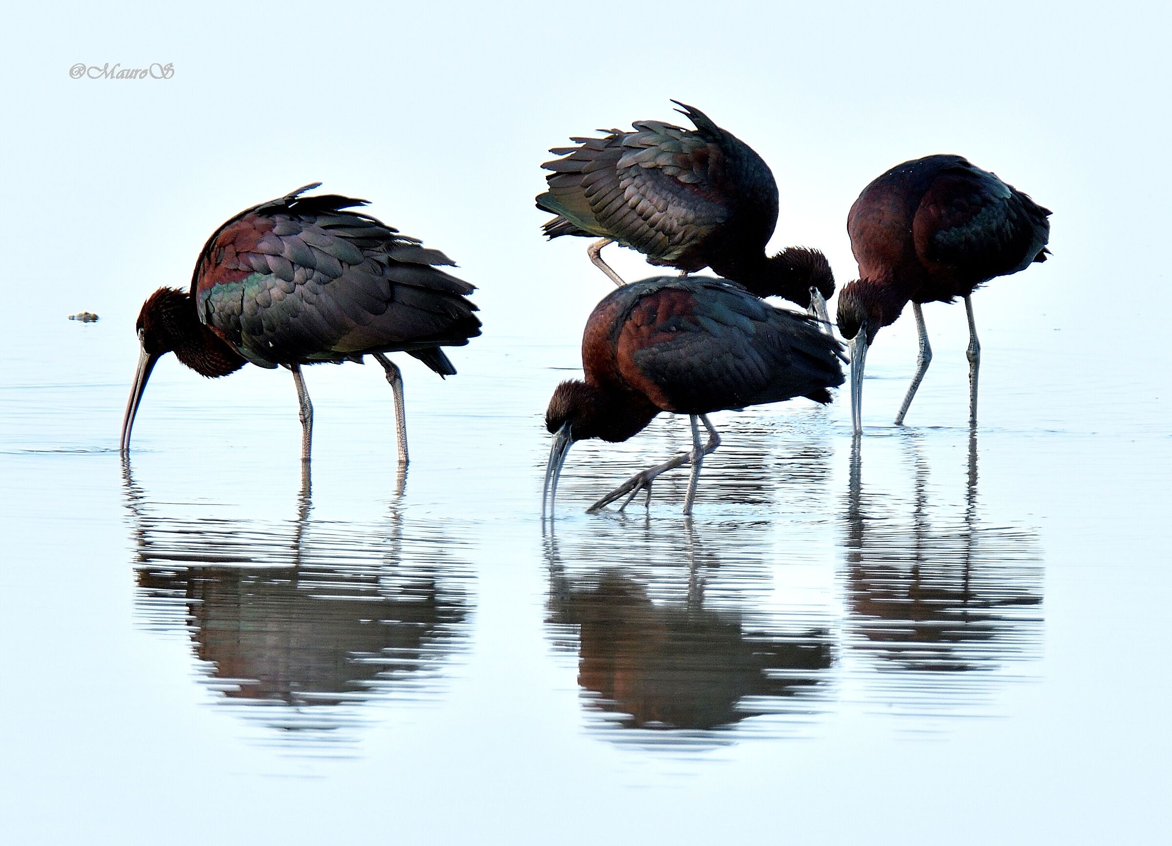 il girotondo dei Mignattai