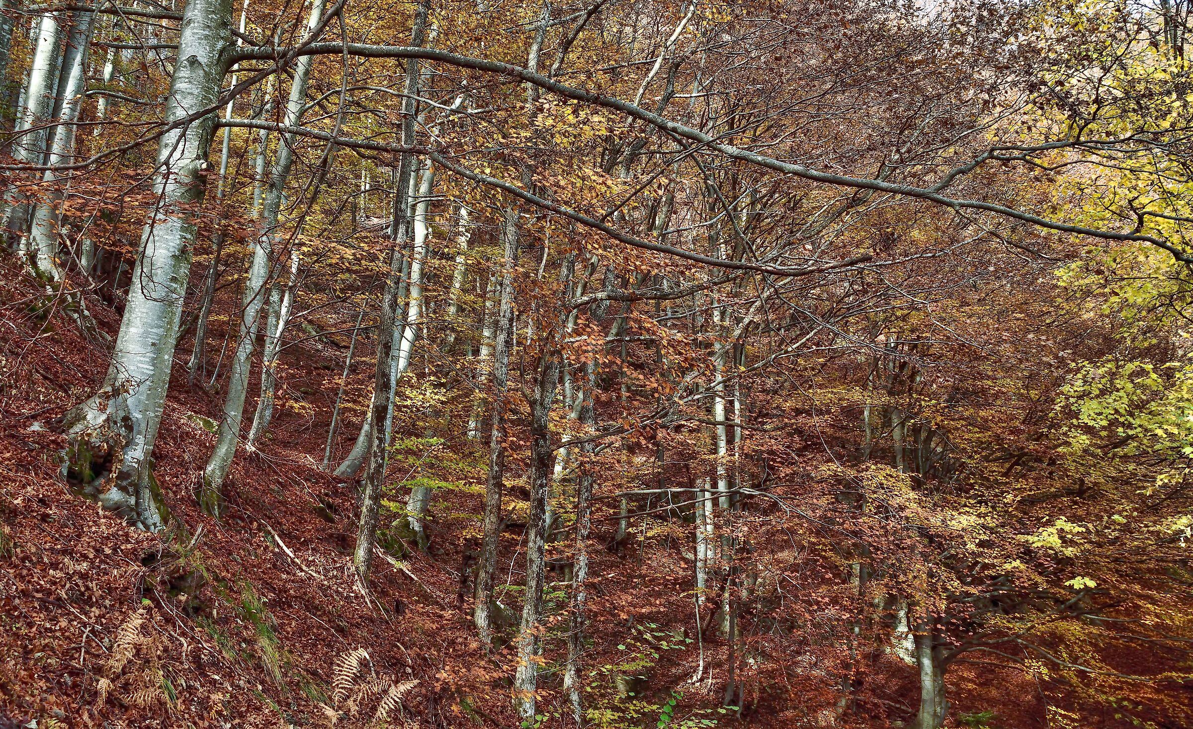 autunno 2020 ValSesia-Val Mastallone