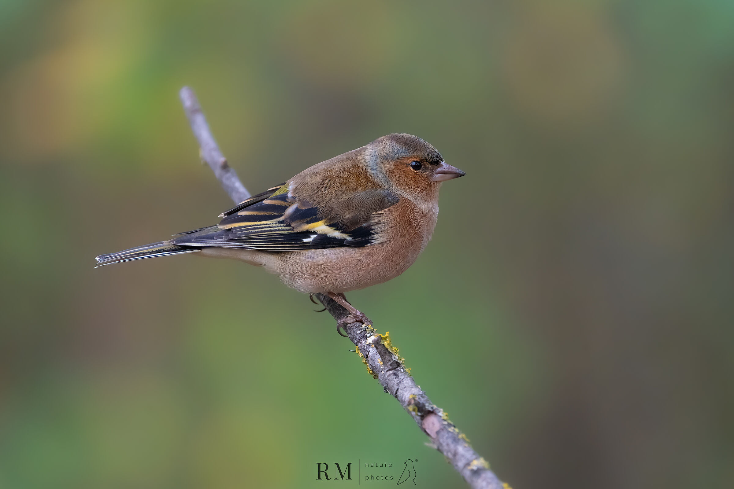 Chaffinch