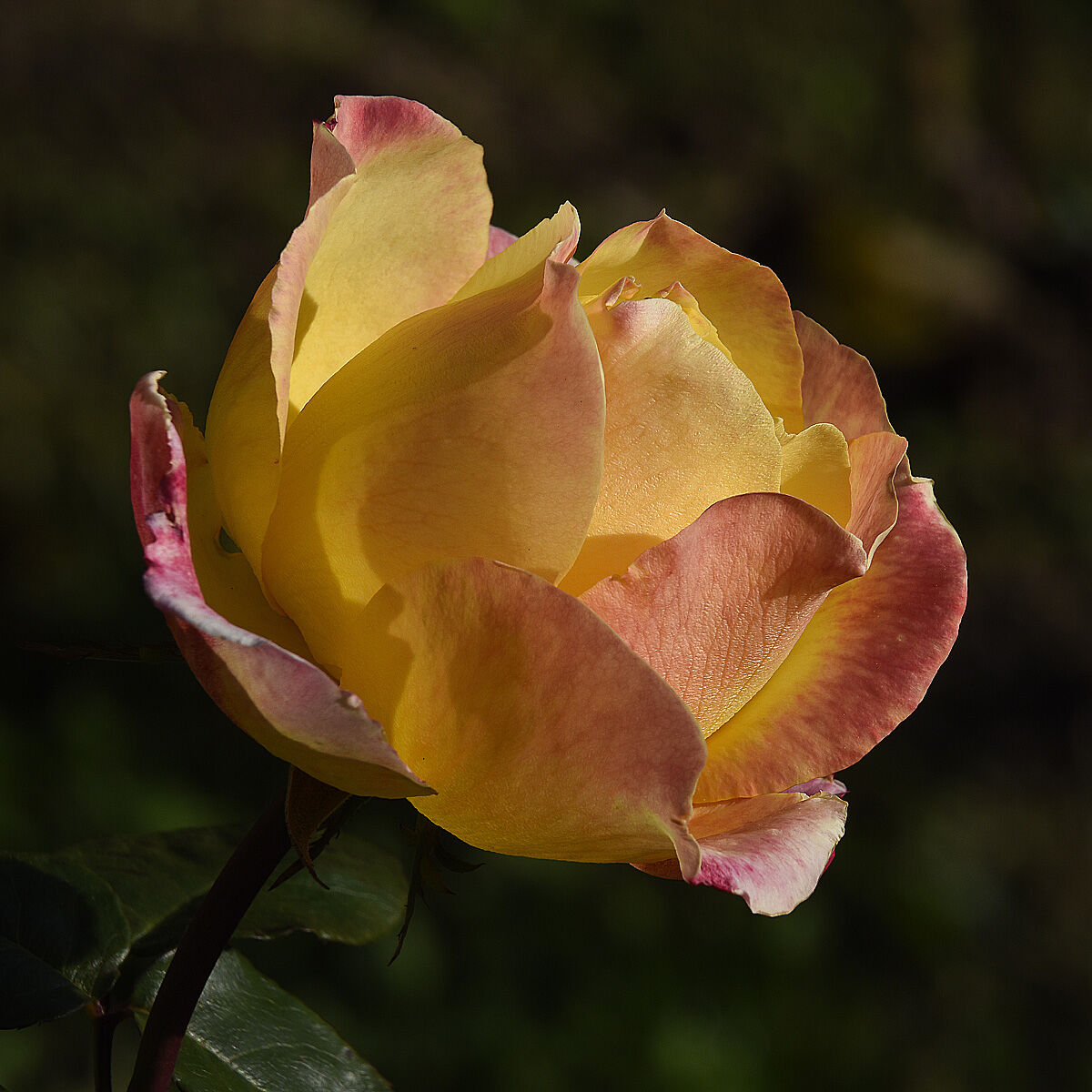 pink in the garden