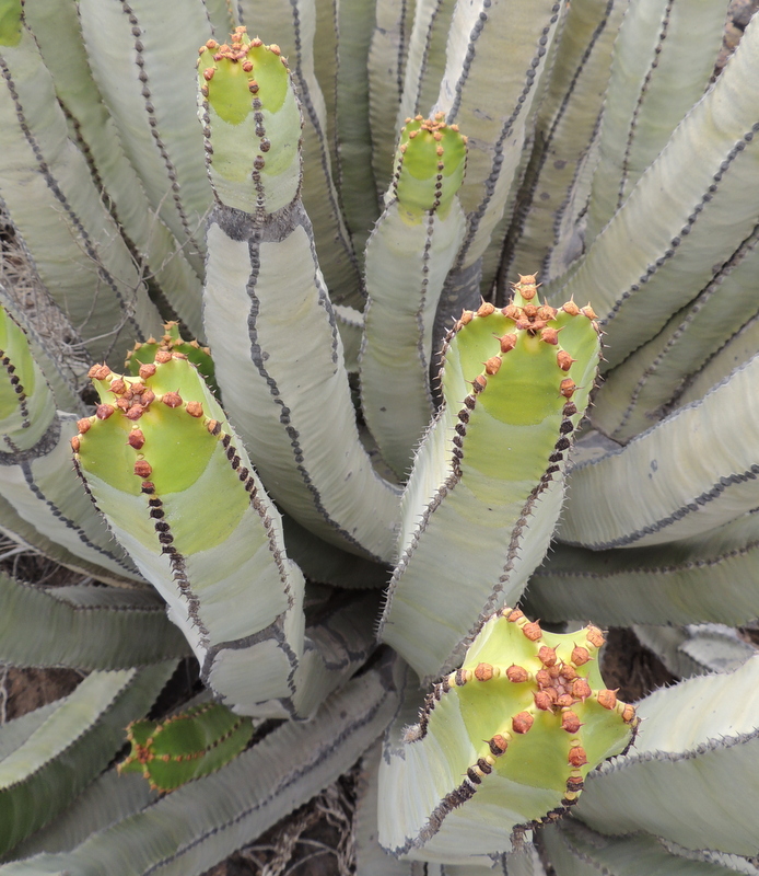 Euphorbia canariensis