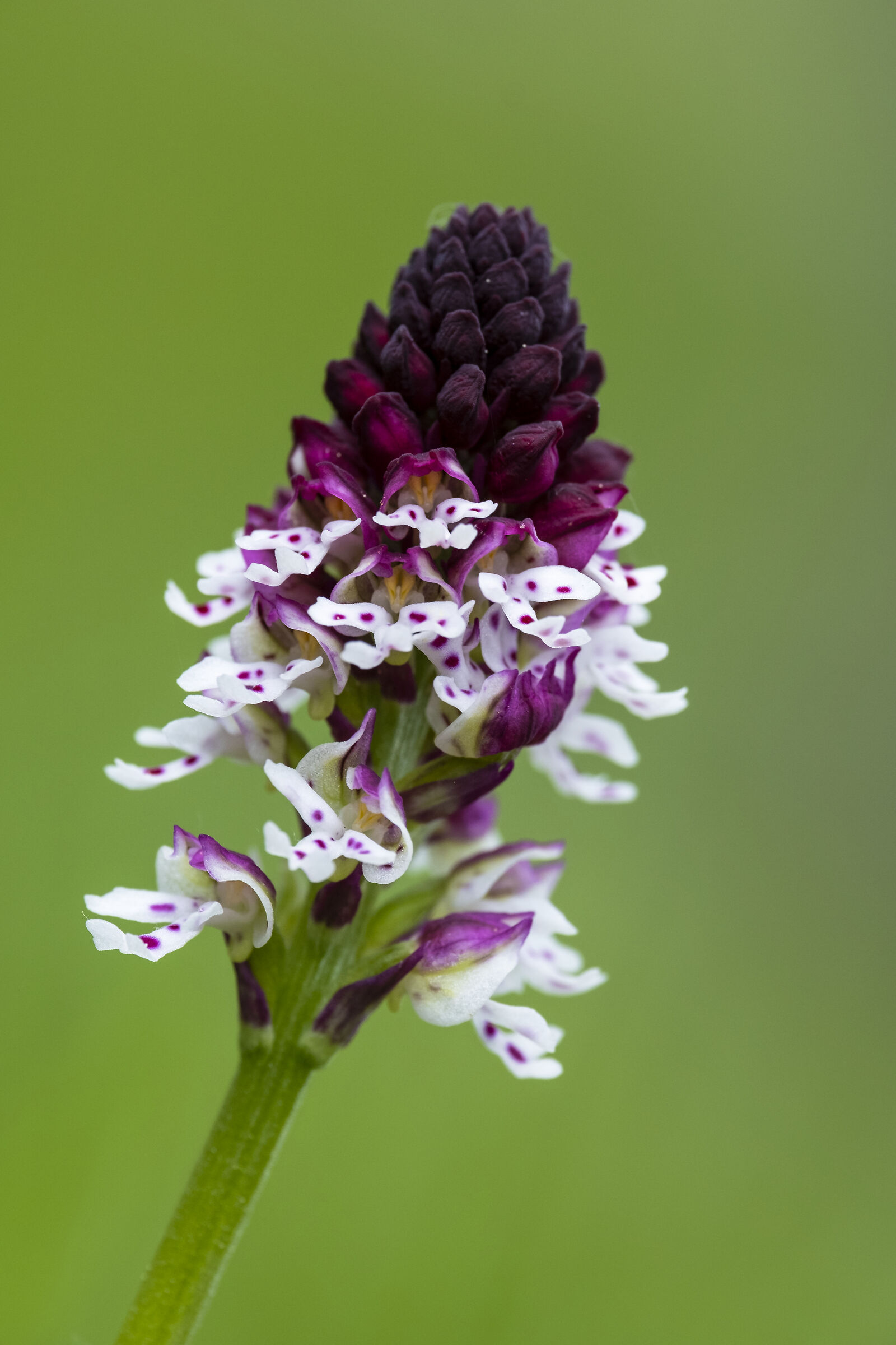 Orchis ustulata...Orchidaceae   Parco Gran Paradiso