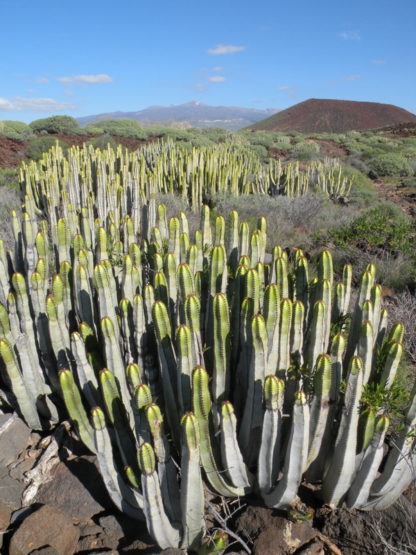 Punta Rasca in January Teide in the background