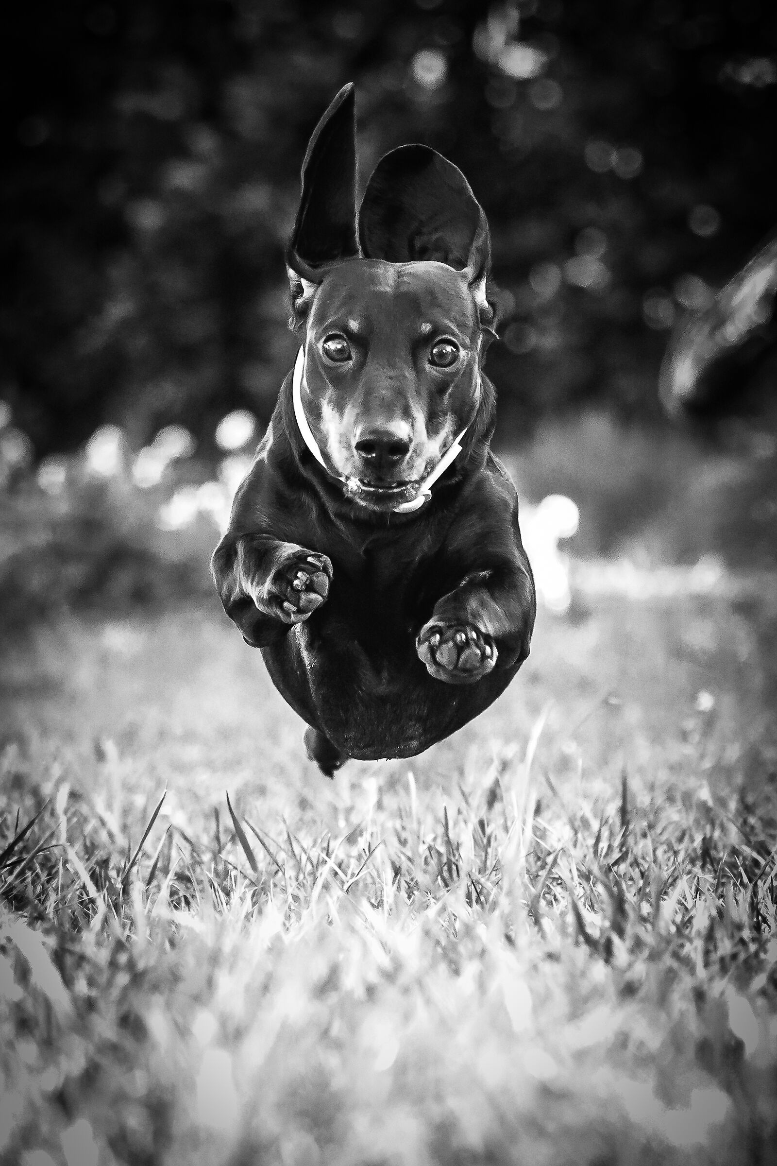 Flying dog