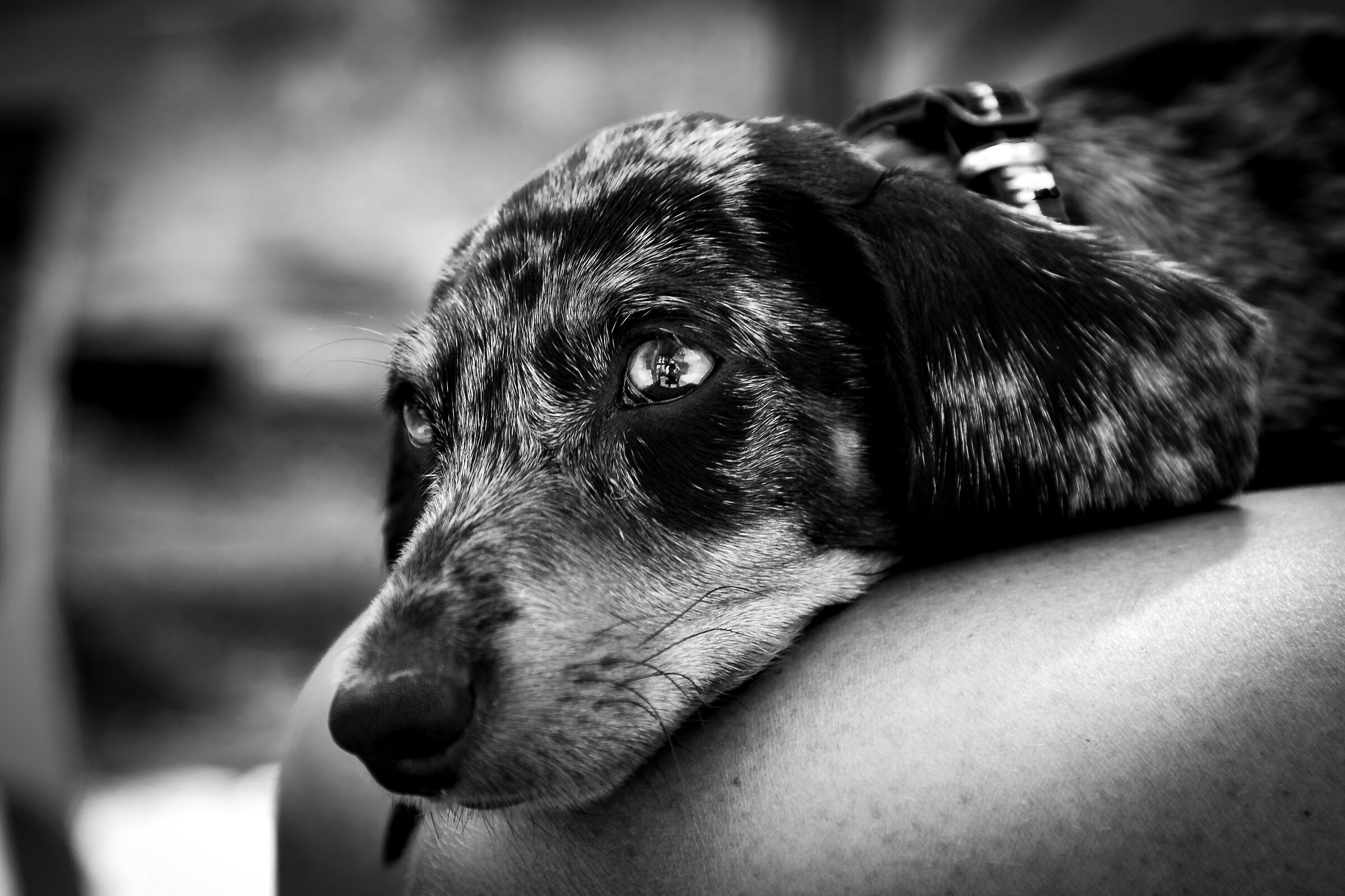 The sweetness of the dachshund