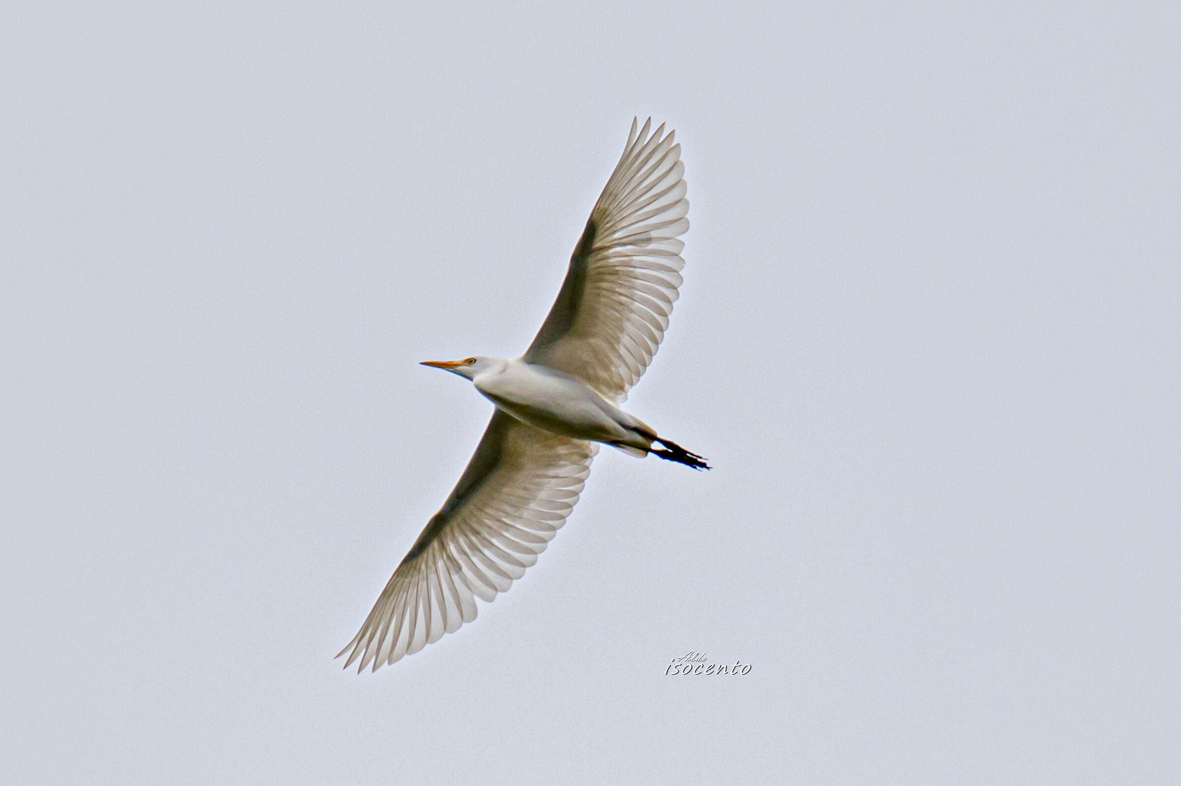 Cattle egret