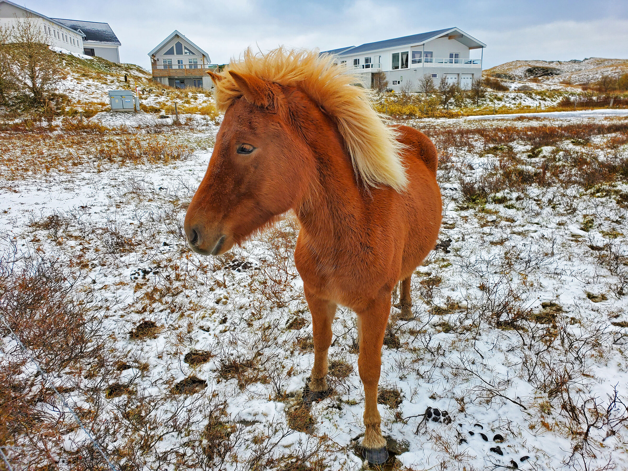 Icelandic horse