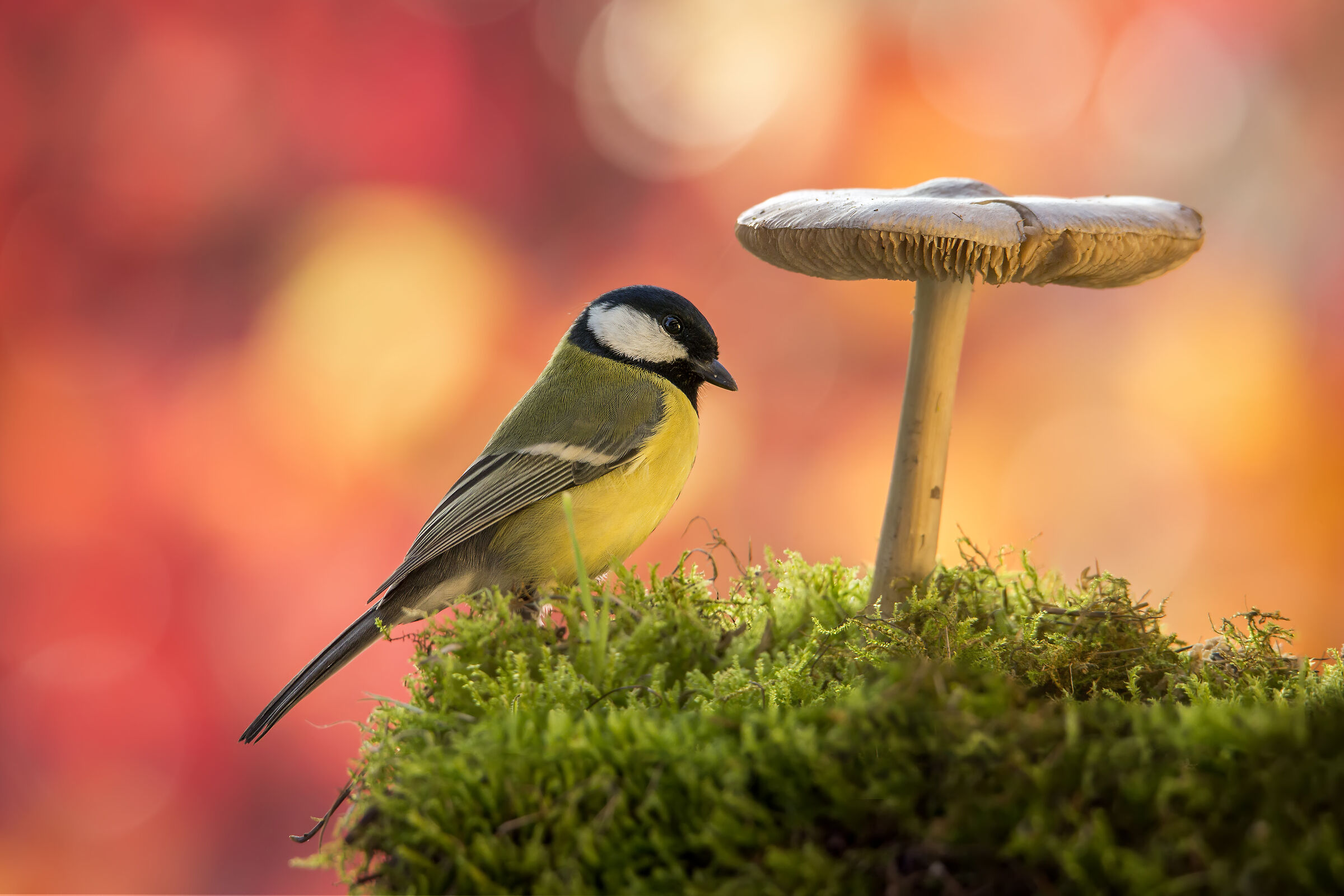 Cinciallegra fungaiola