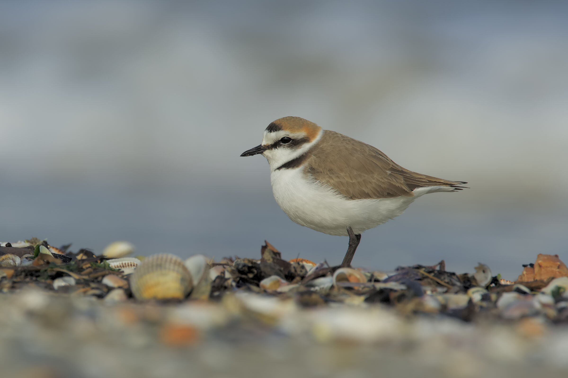 Fratino fra le conchiglie