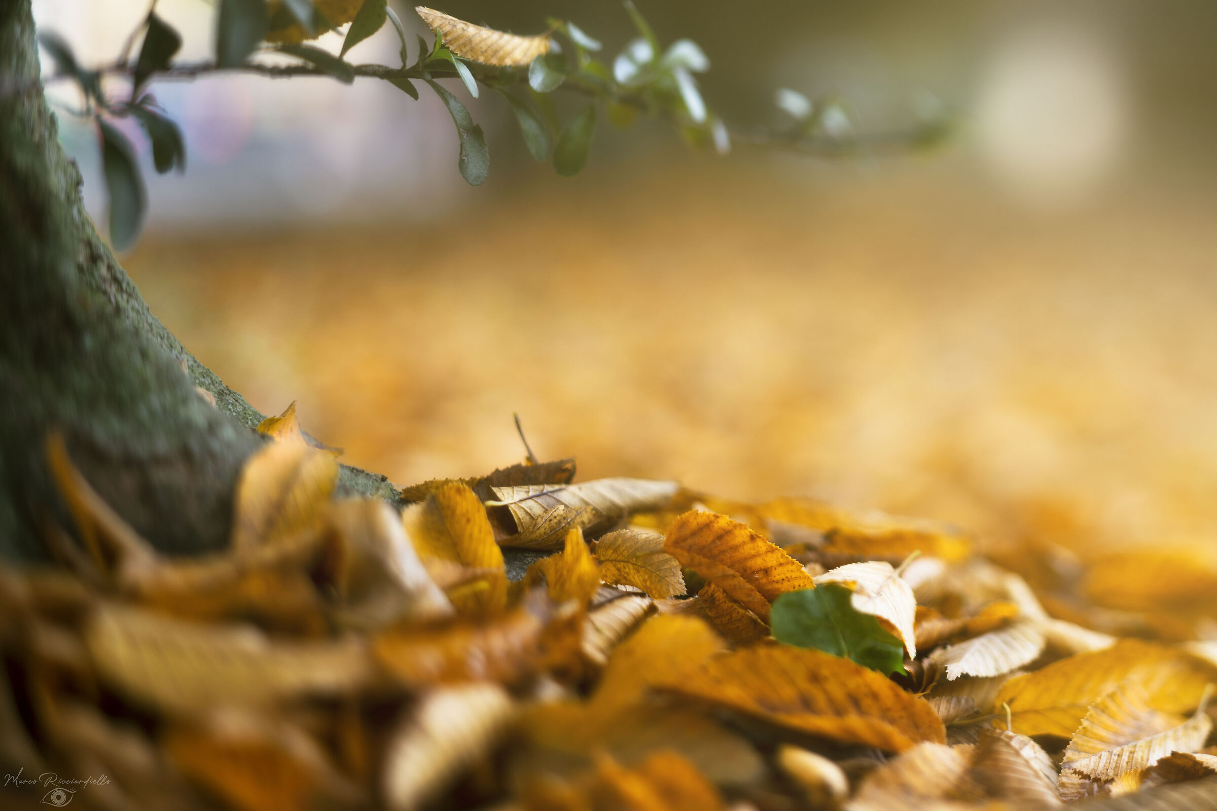 I magici Colori dell autunno