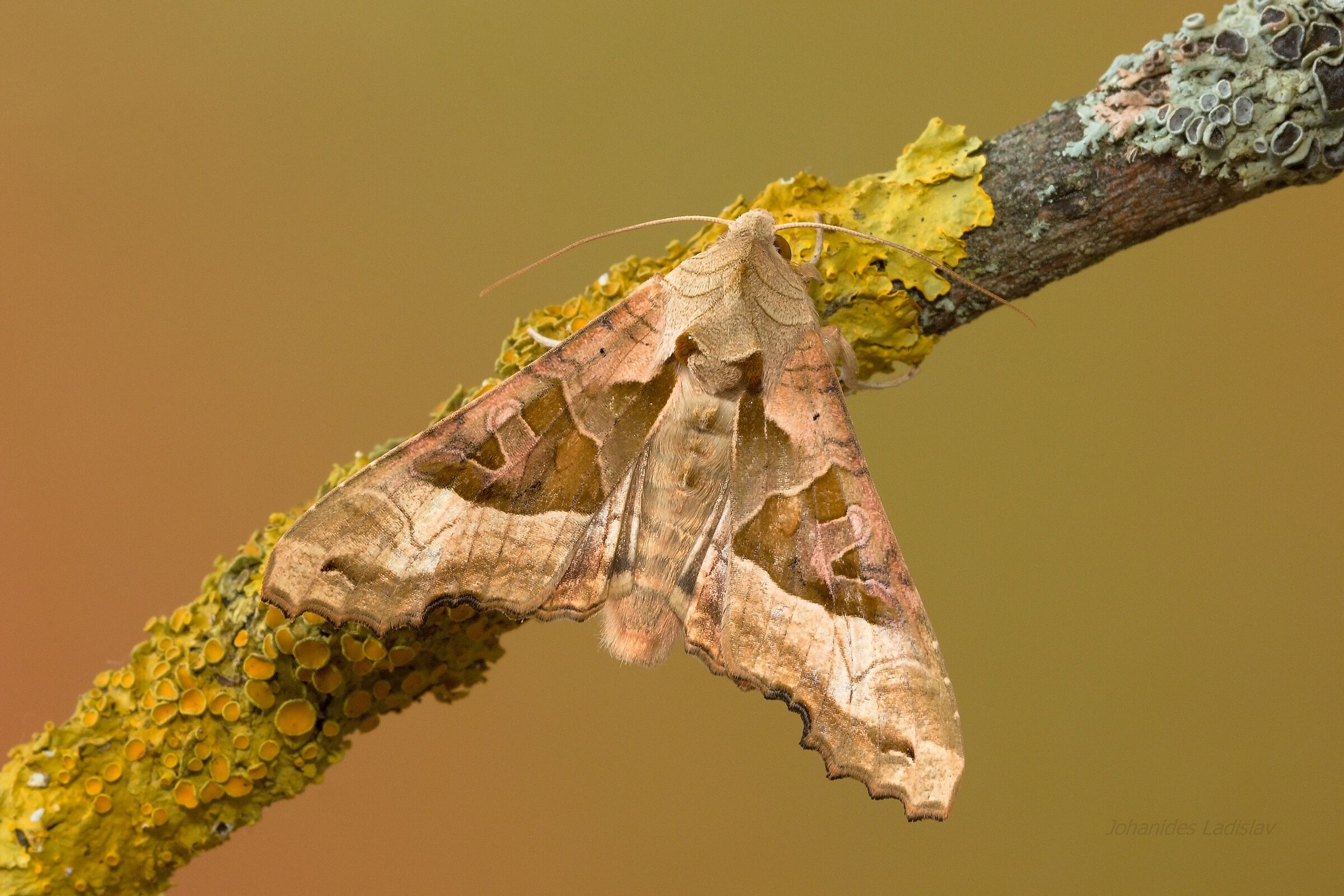 Phlogophora meticulosa