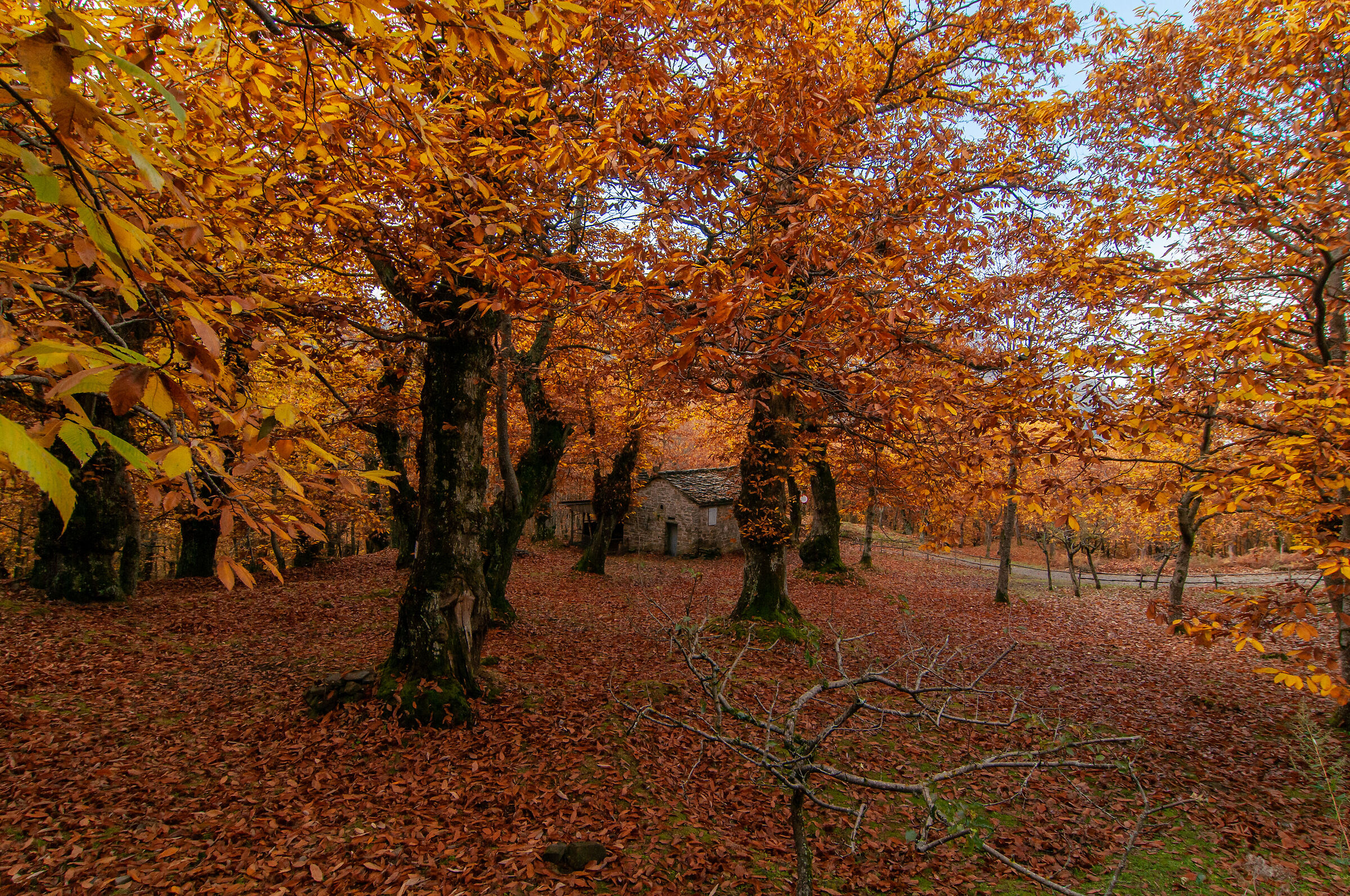 The Chestnut Grove of the Ombrighenti