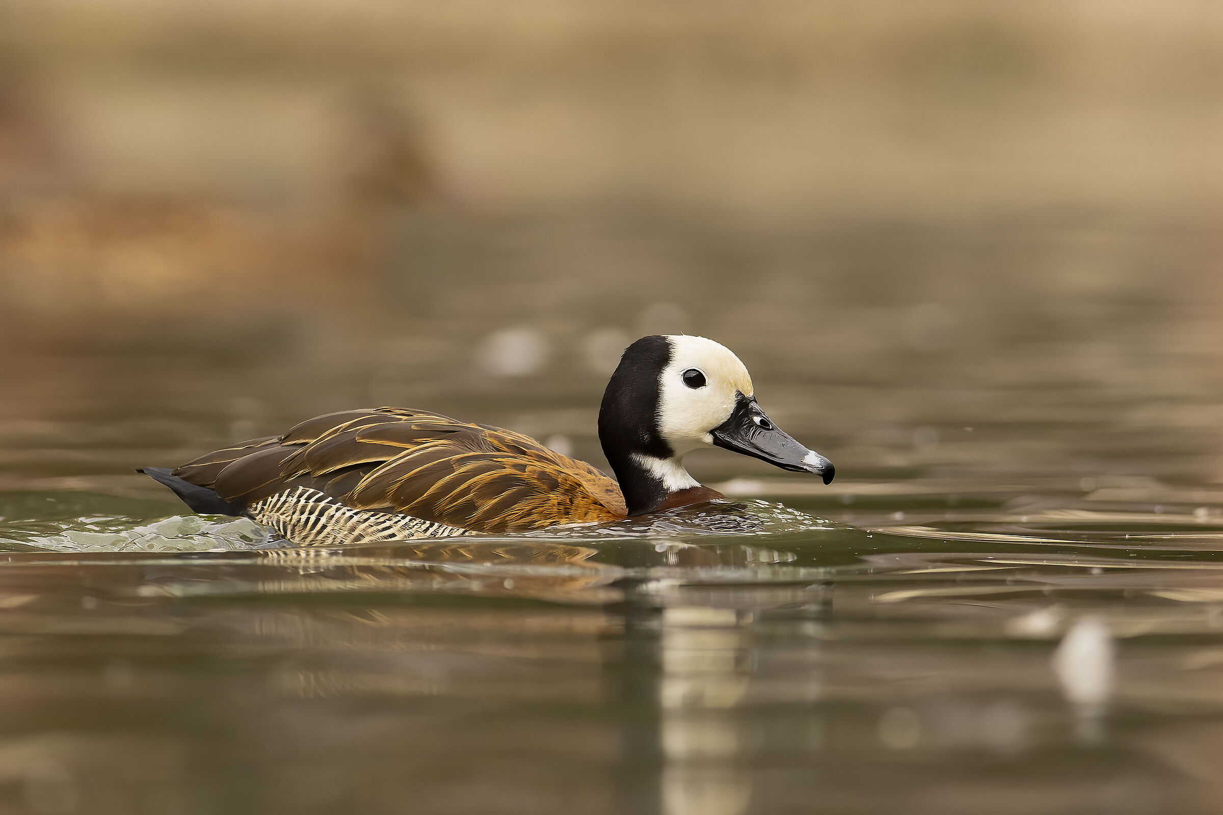 dendrocigna facciabianca