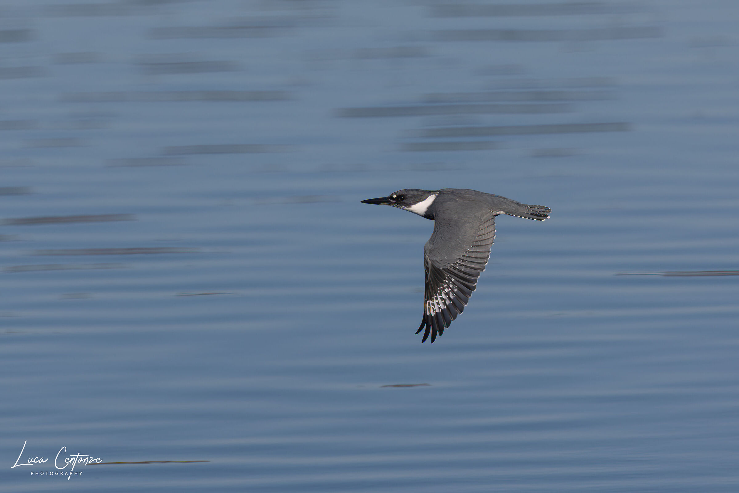 Belted King-Fisher male in flight